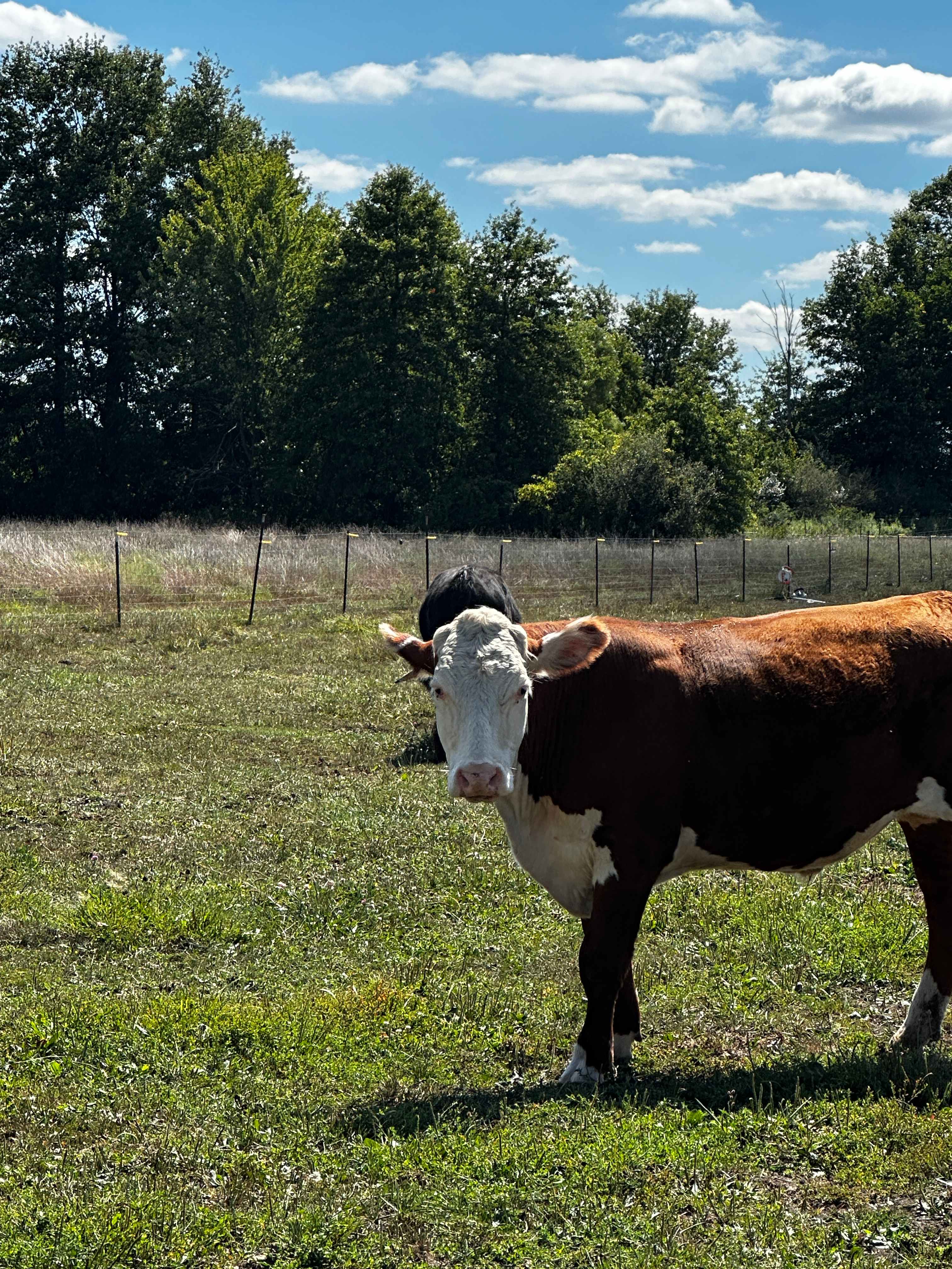 Fancy Farm Wife Mercantile