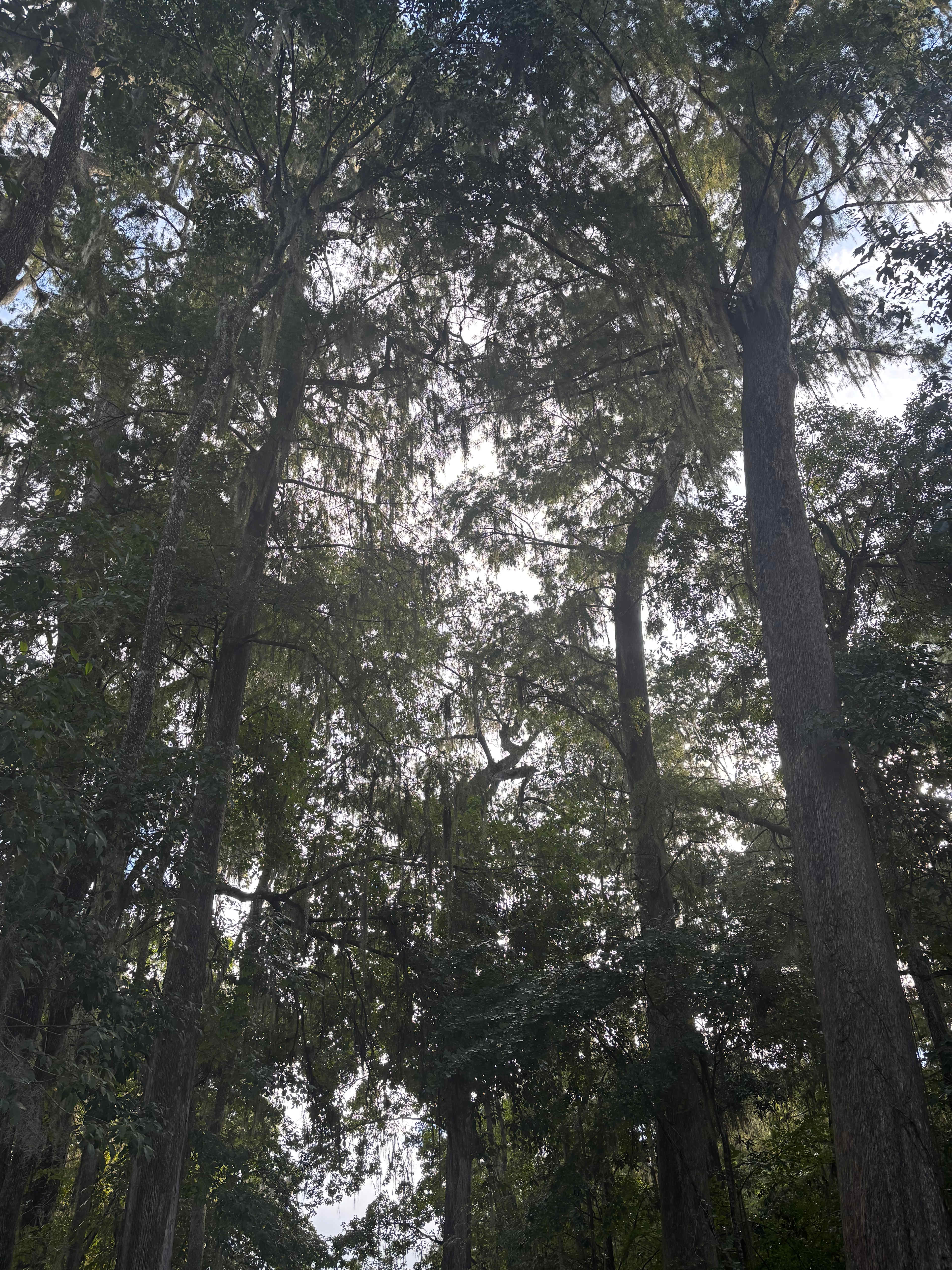 Silver Springs Holiday