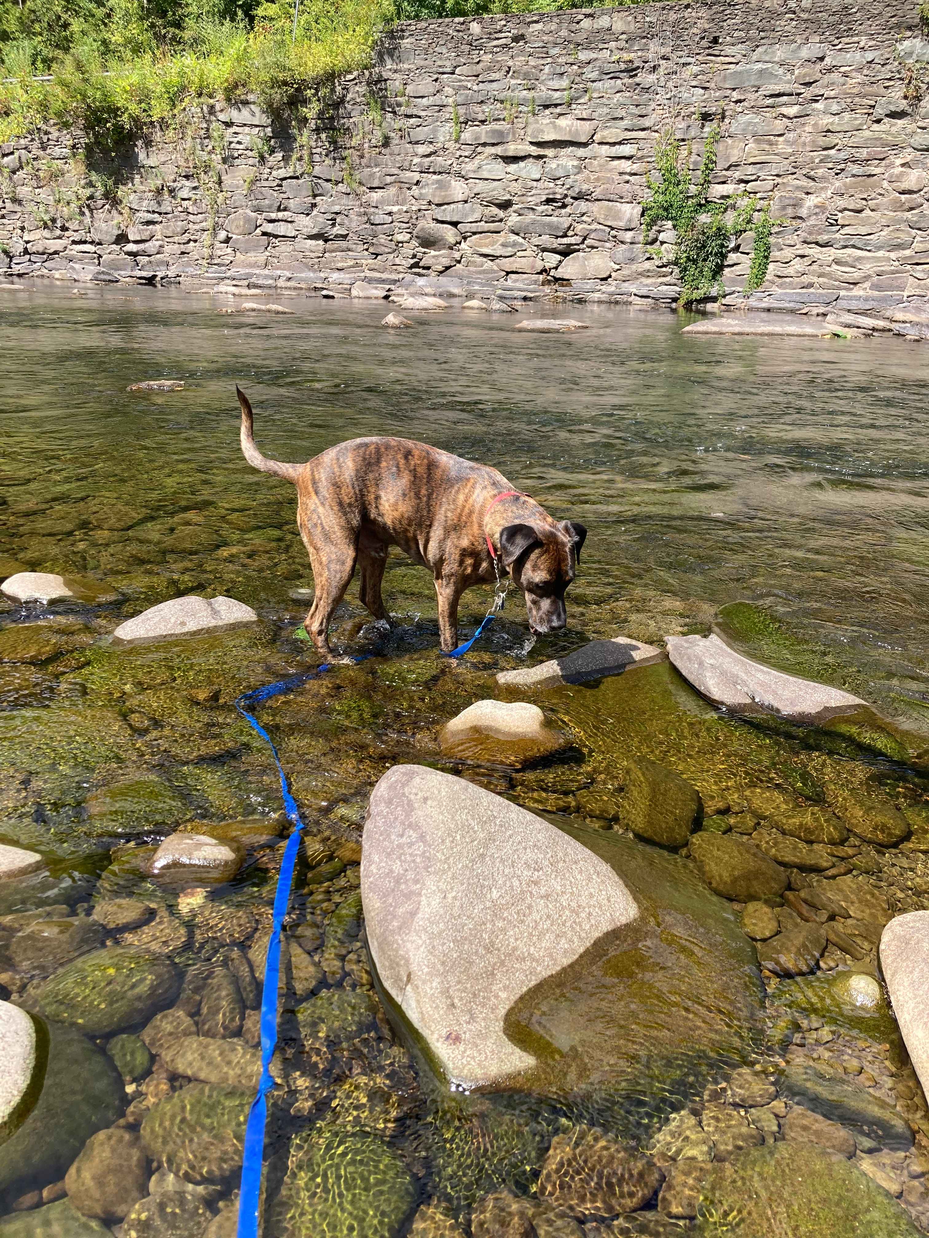 Camp Firefly Glamping!!