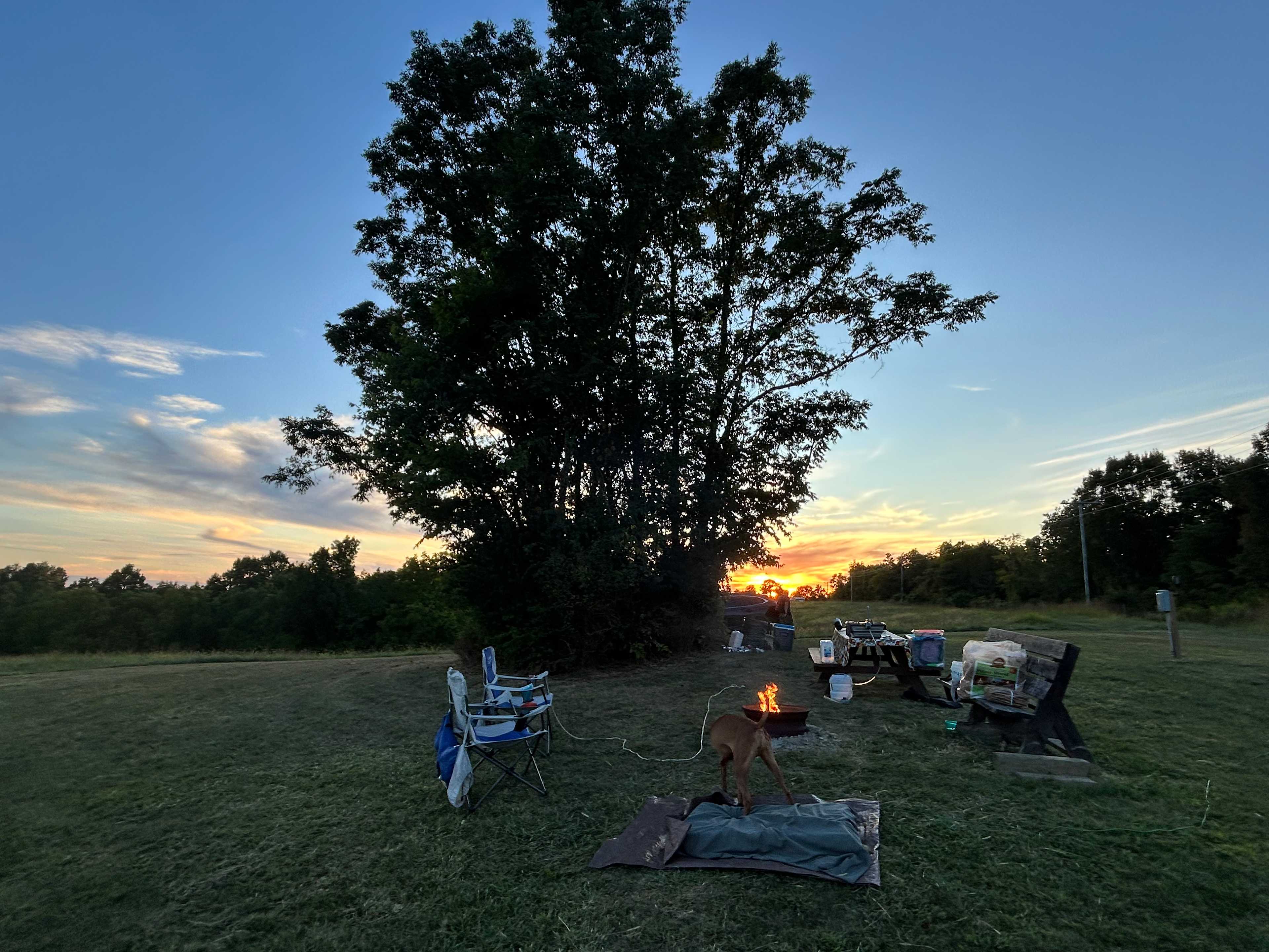 Little clump of trees that meant you could always find shade