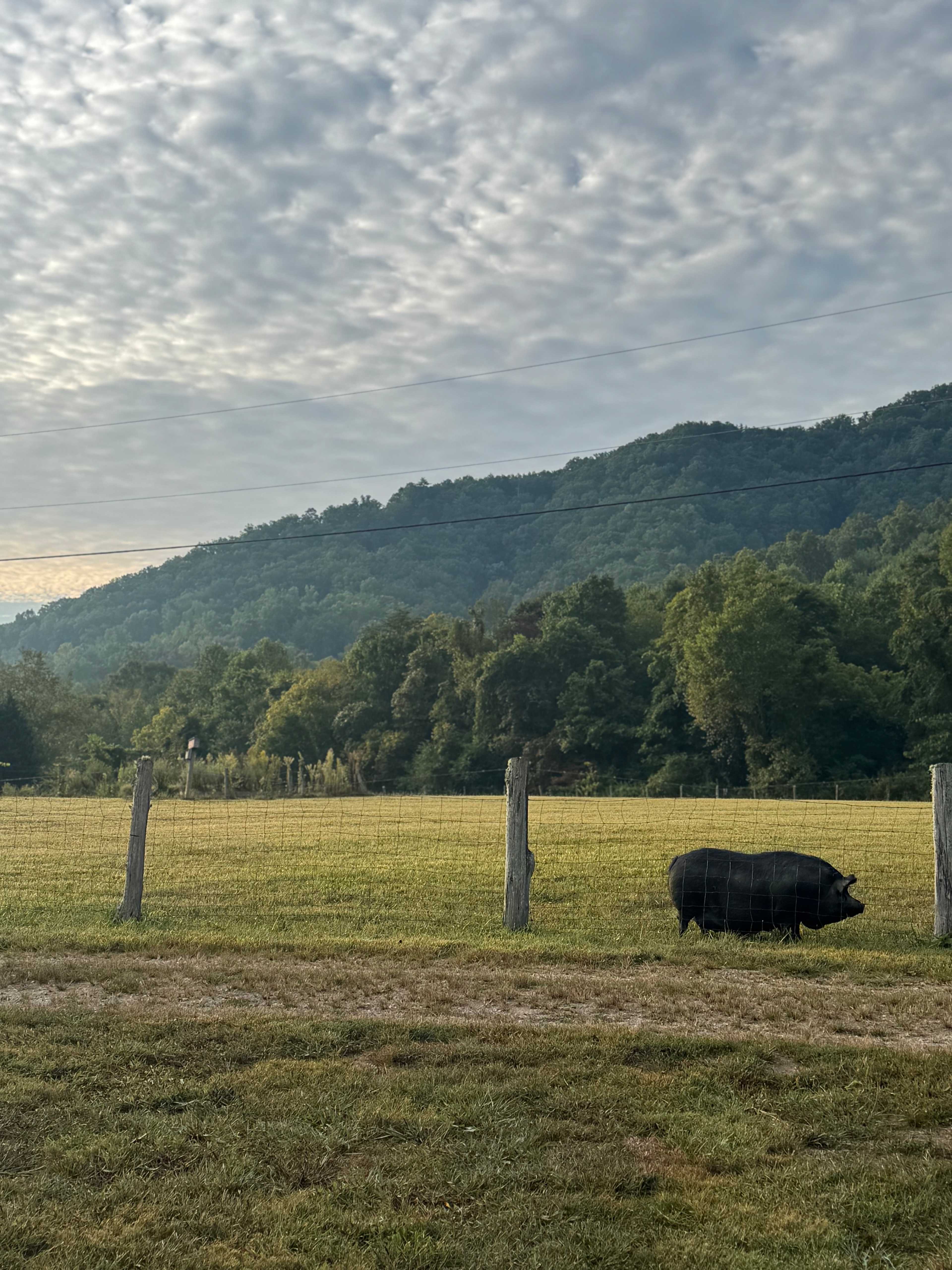 Shaded Creek RV Hookups
