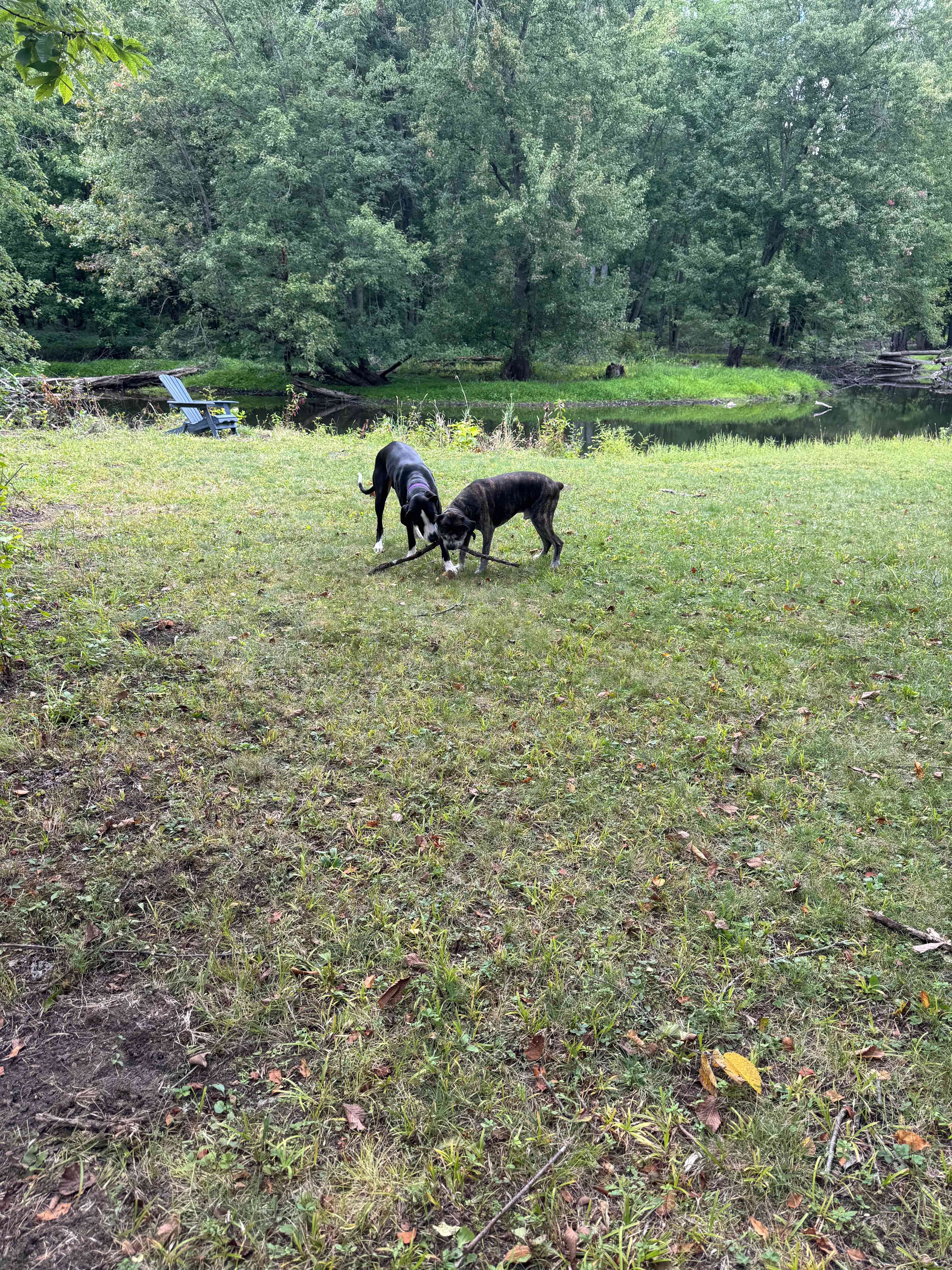 Forest Bunkie & Yogazebo