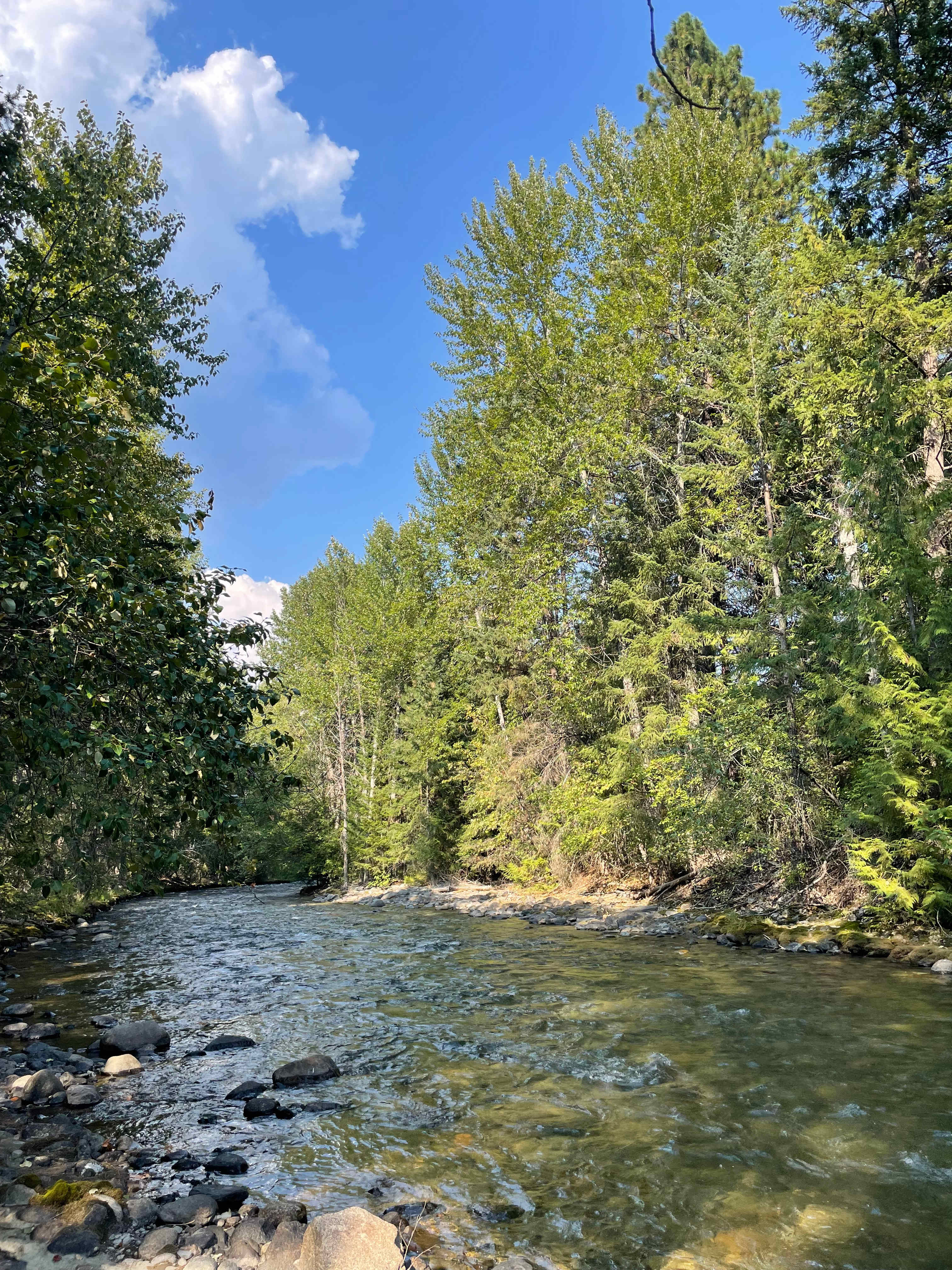 Sockeye Salmon in the creek at the bridge.  There were so many!