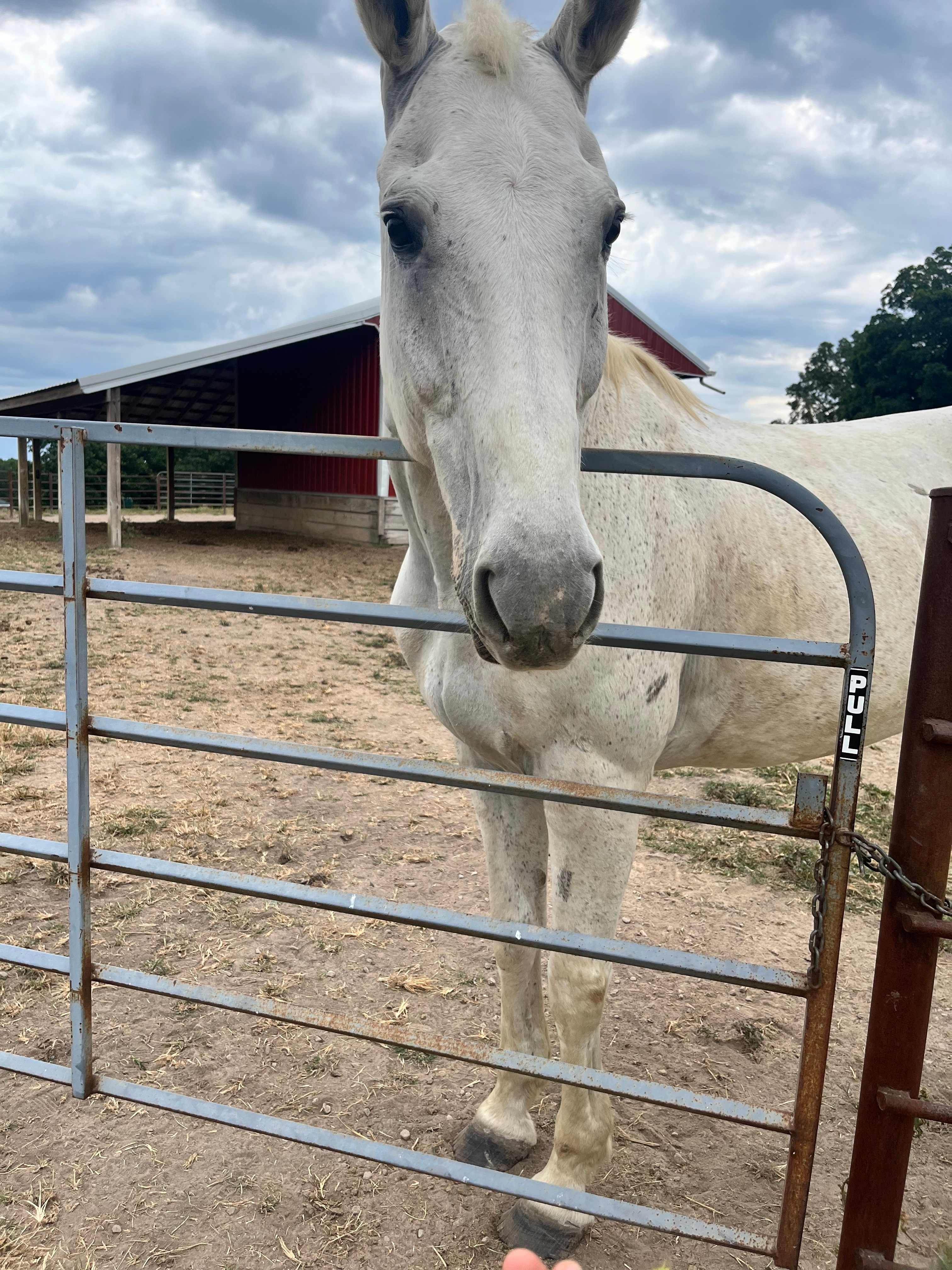 Selby Farm Horse Retirement