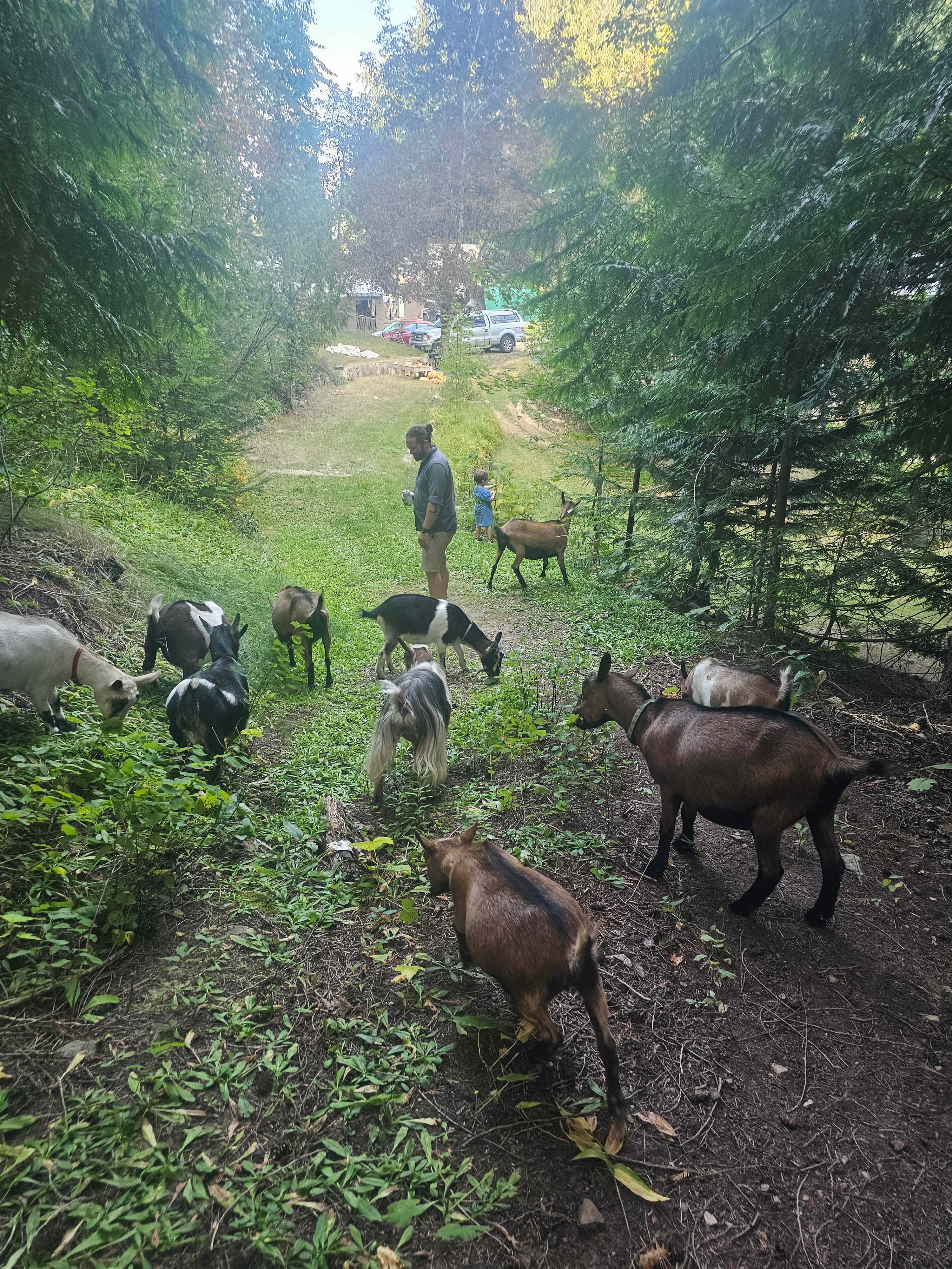 The Great Goat Escape