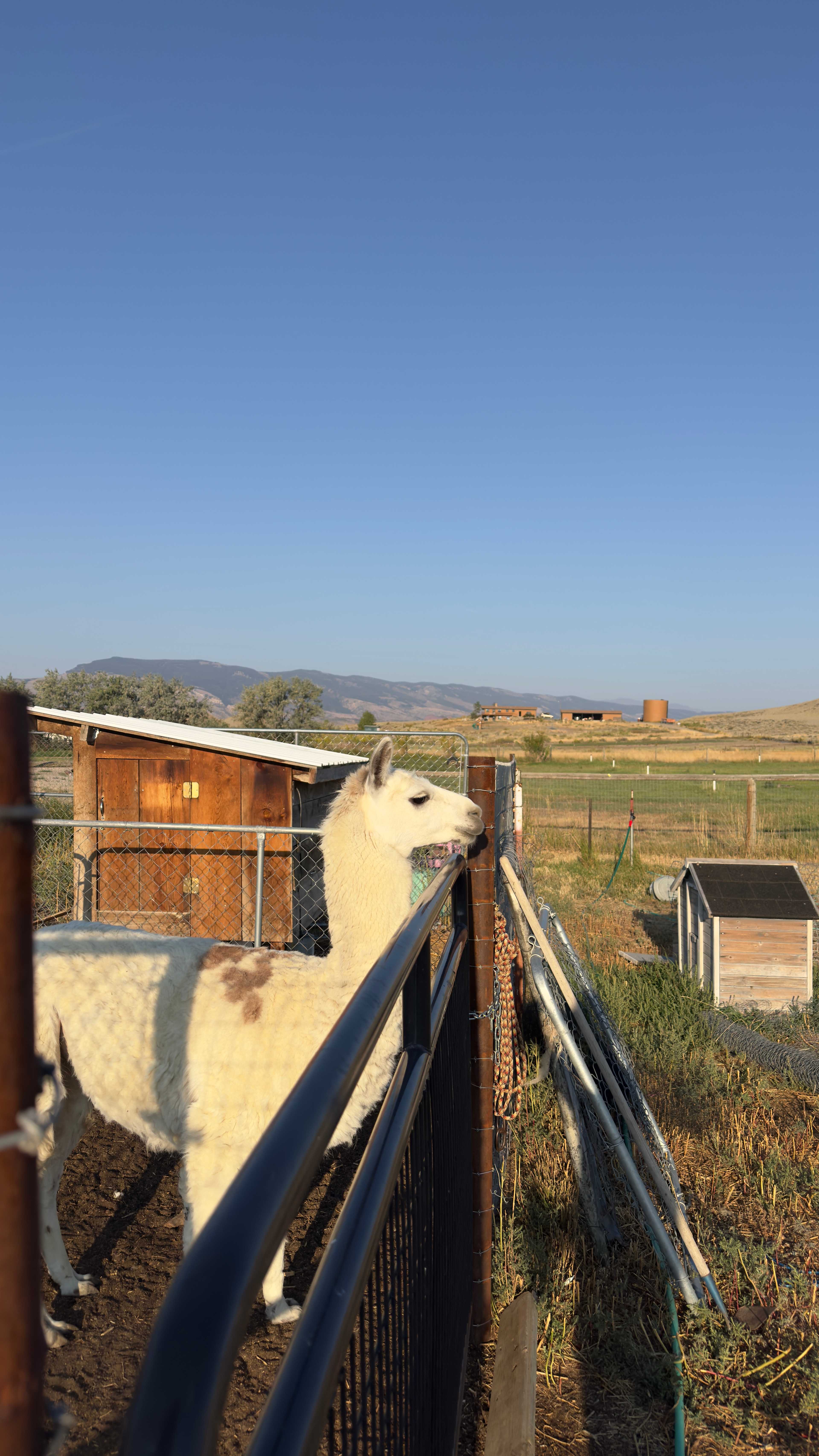 Sweetiebird Farms In Cody WY