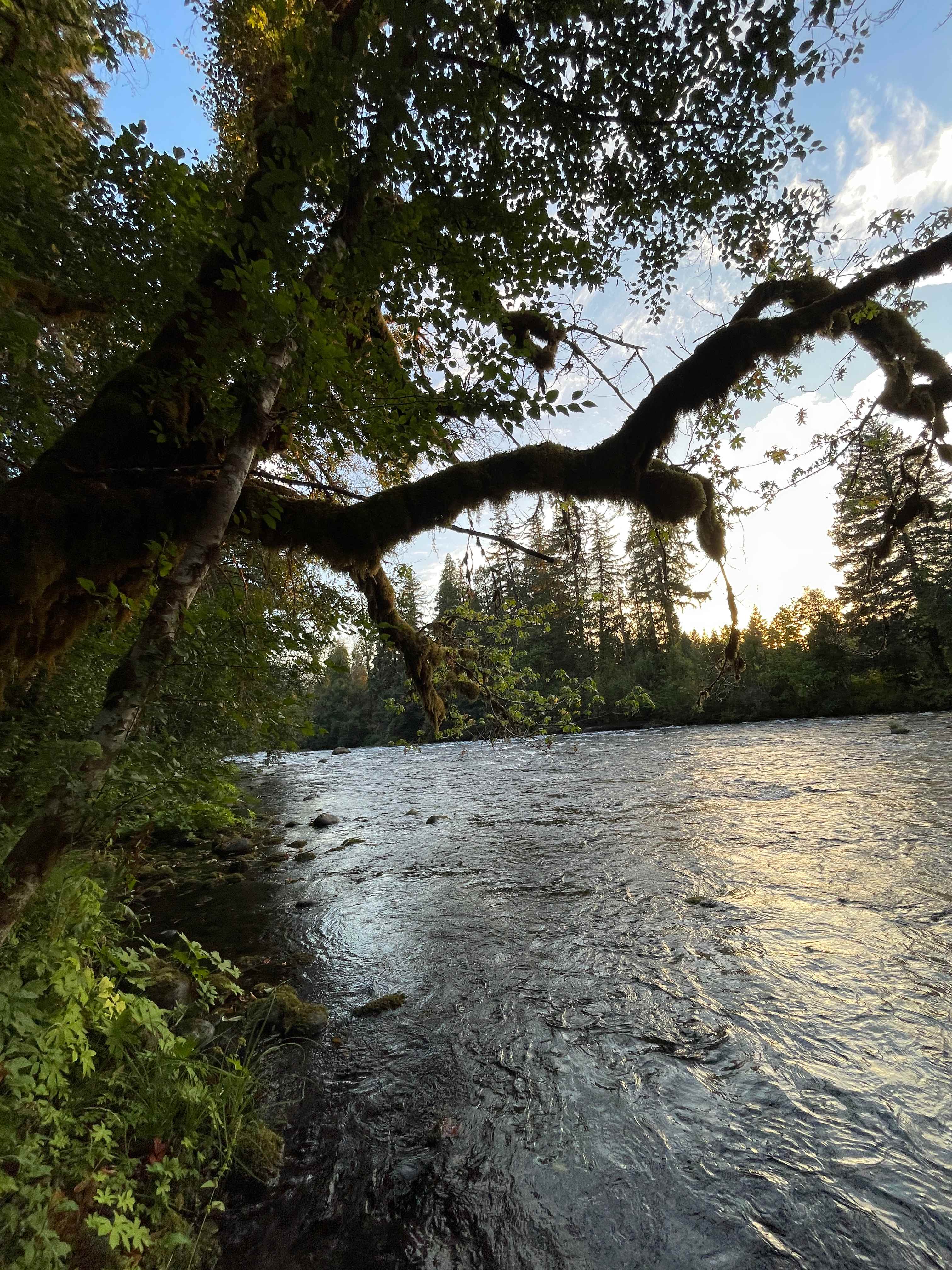 McKenzie River Spot in Rainbow