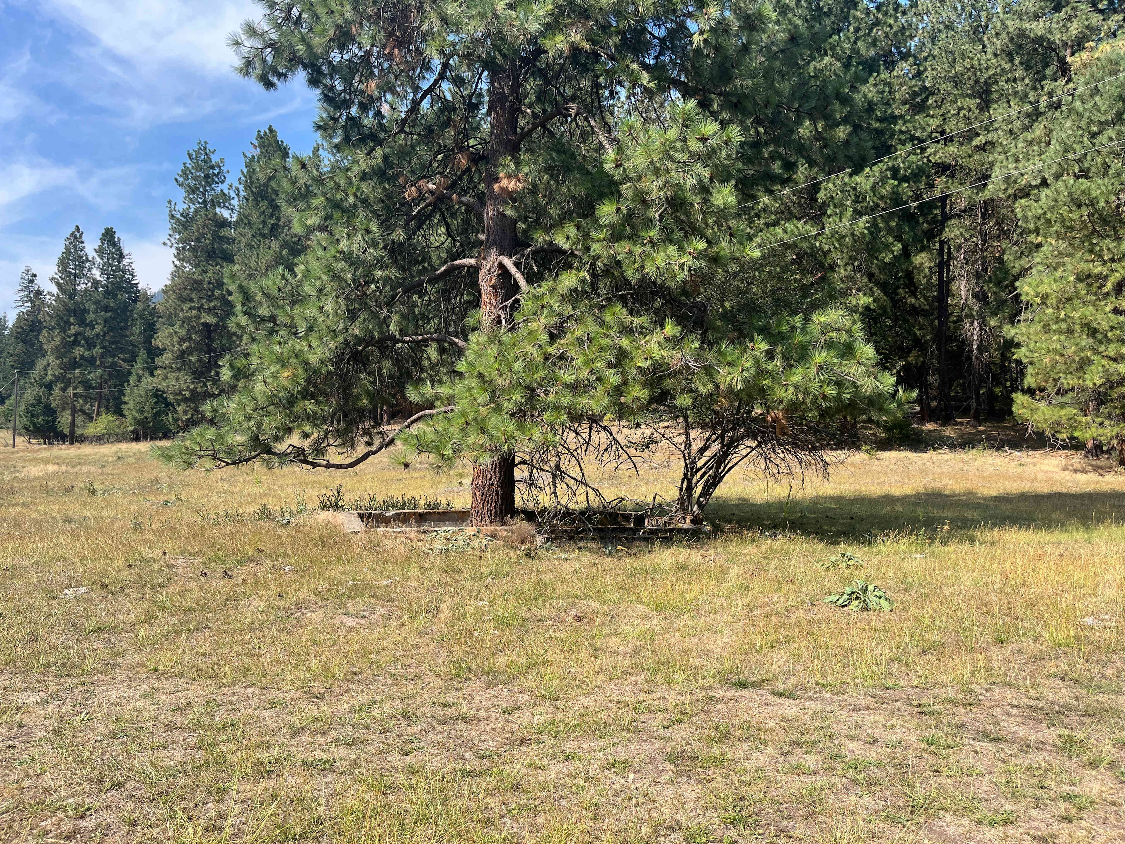 Putting down roots with a tree growing out of an old foundation. 