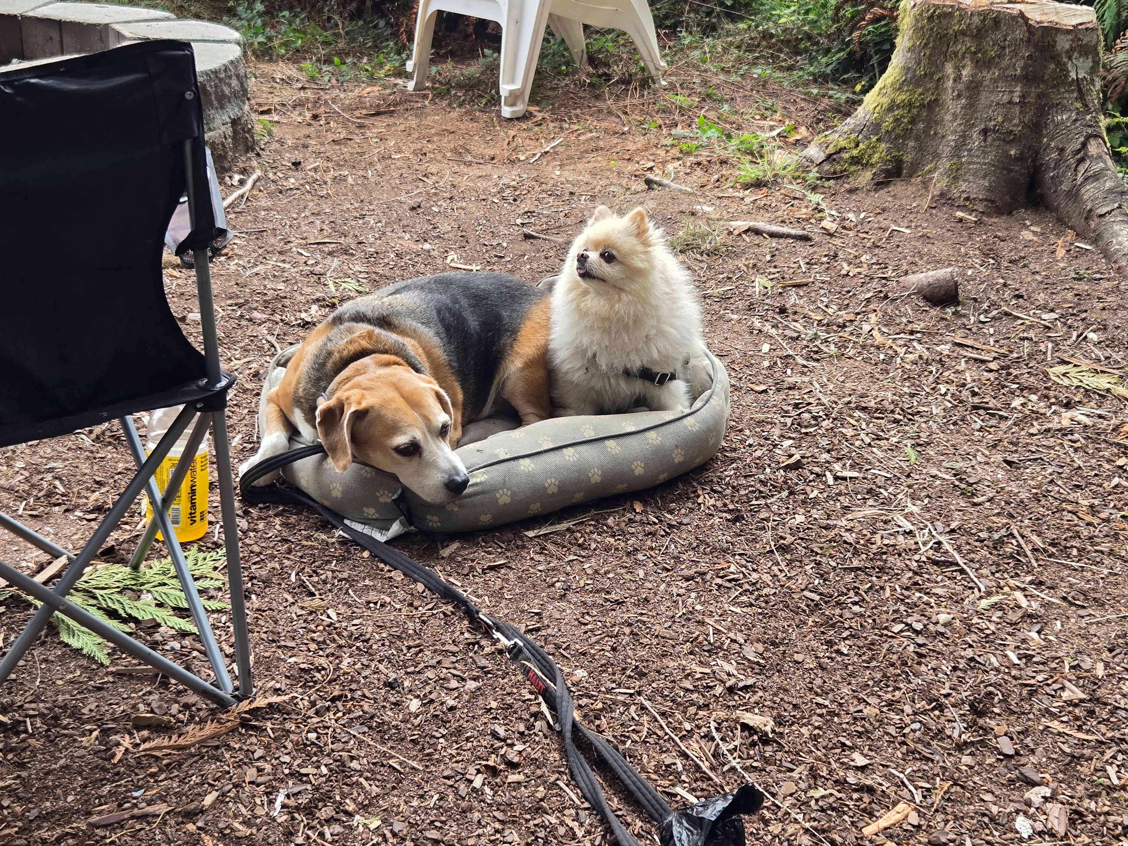 Best friends enjoying this dog friendly site. 