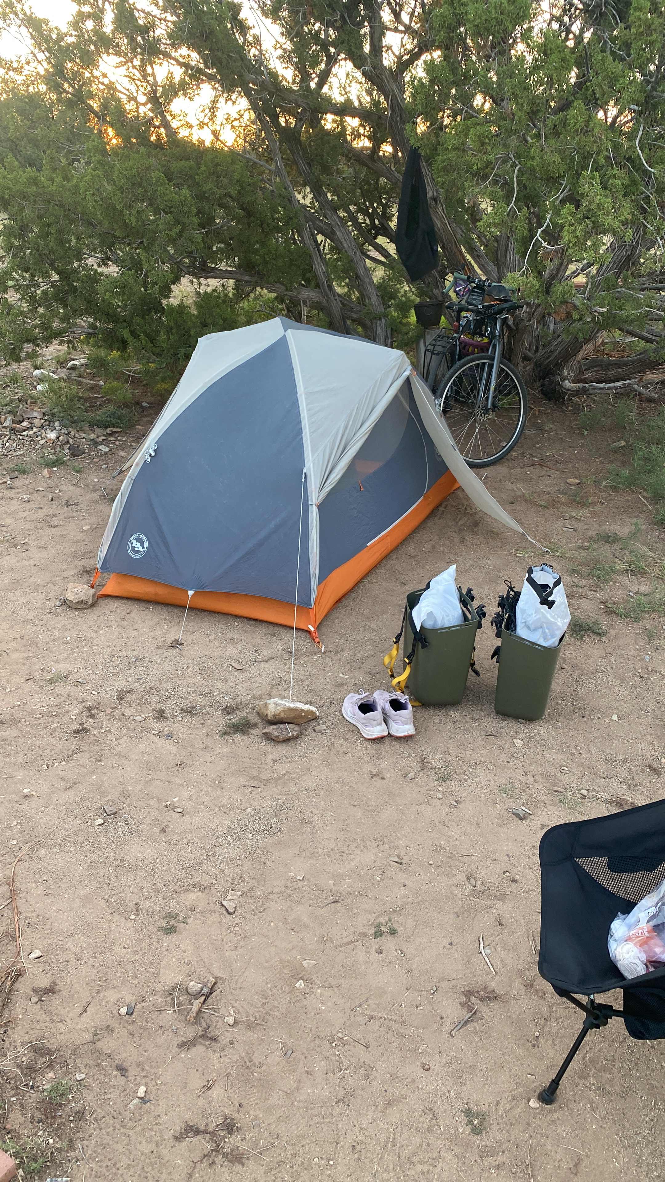 helpful tree for shade 