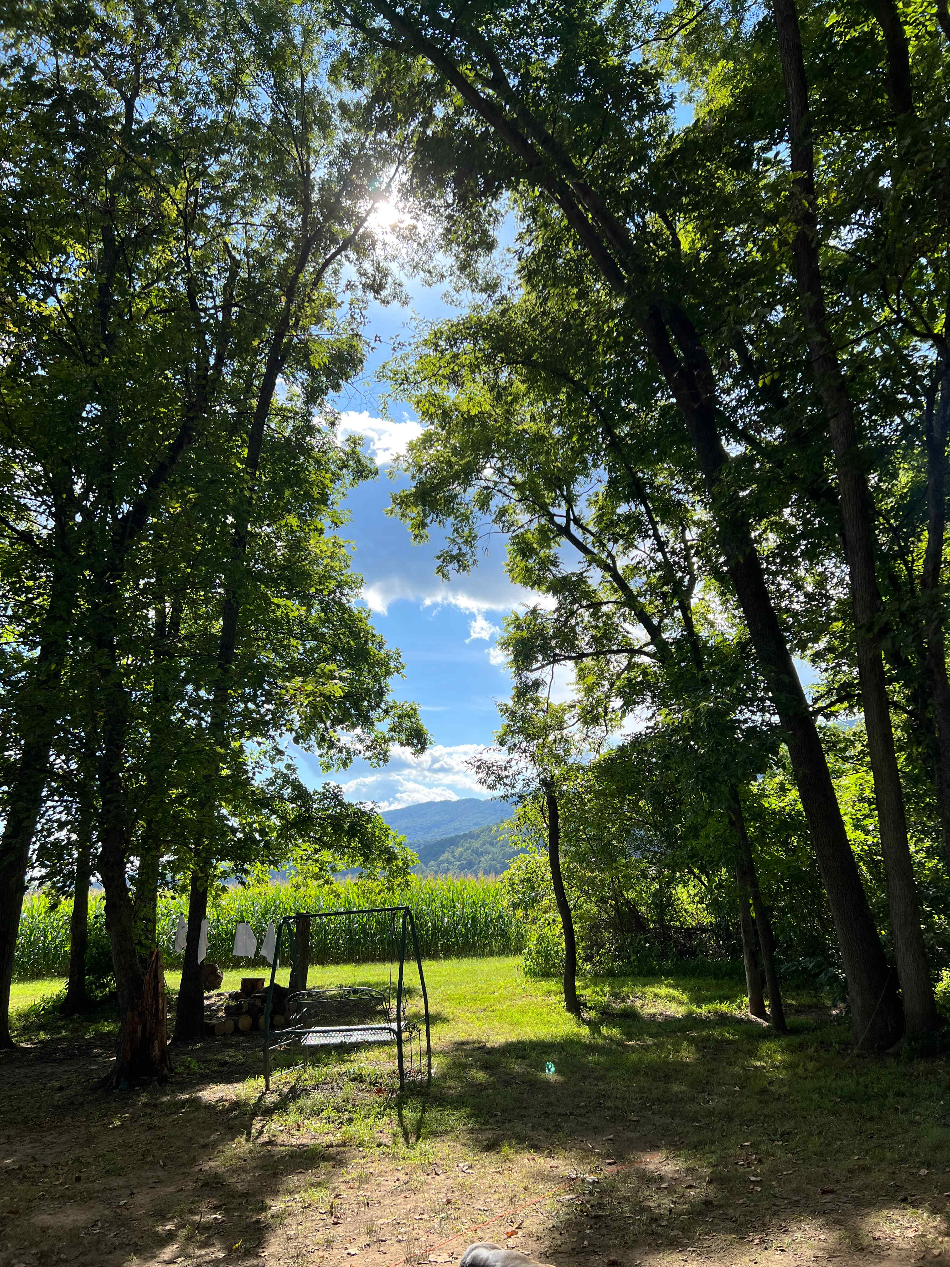 Camping in the shade on the river