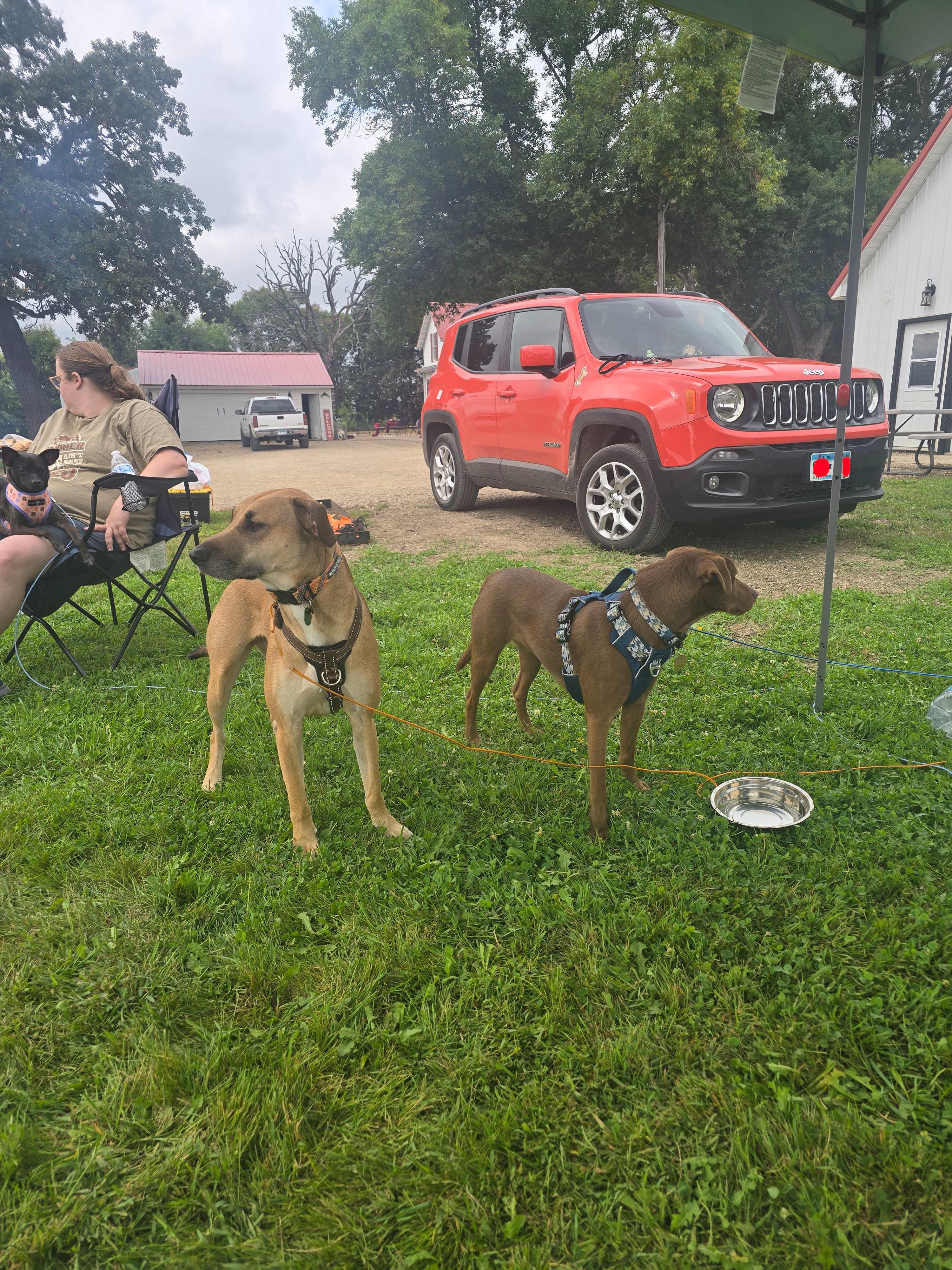 Apollo & Koda at Camp