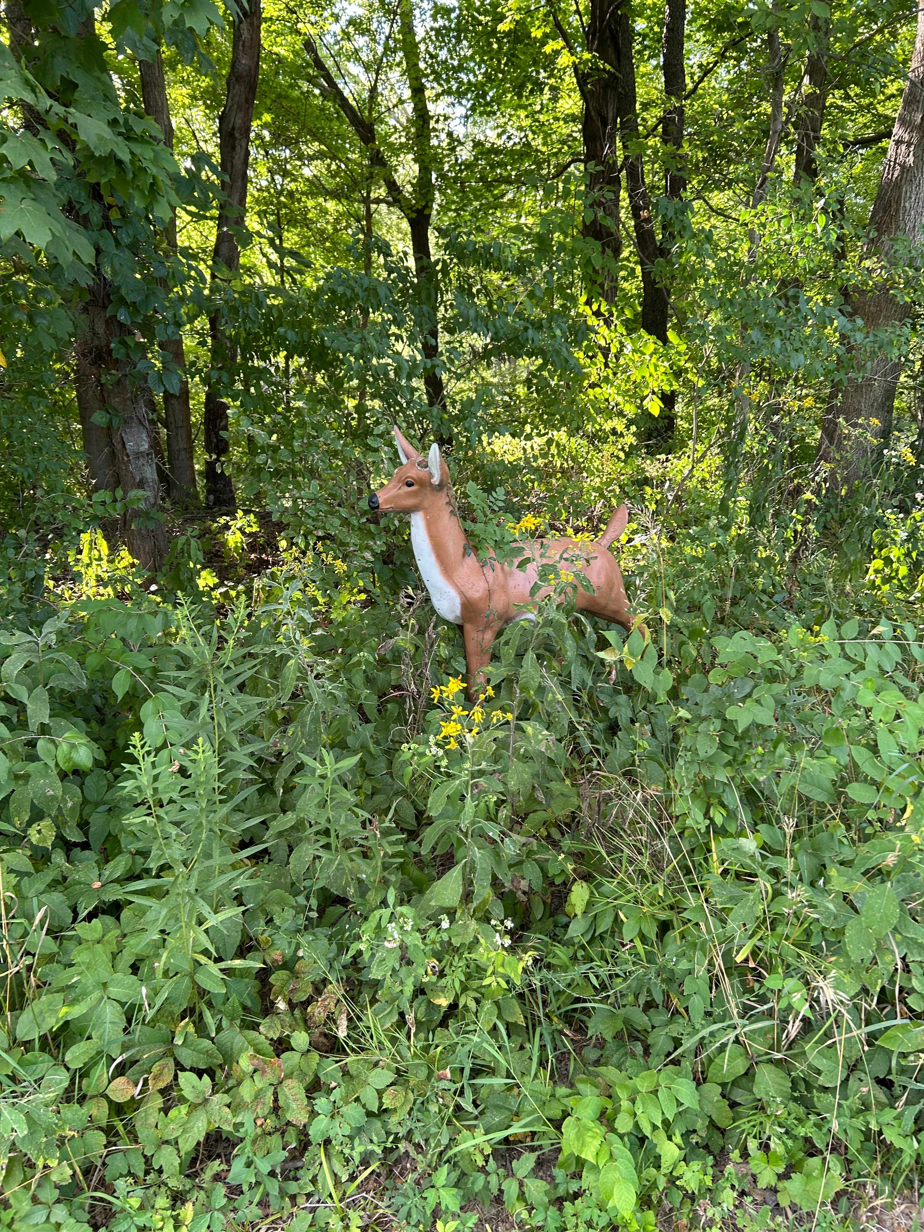 Sadly, our only deer sighting. 