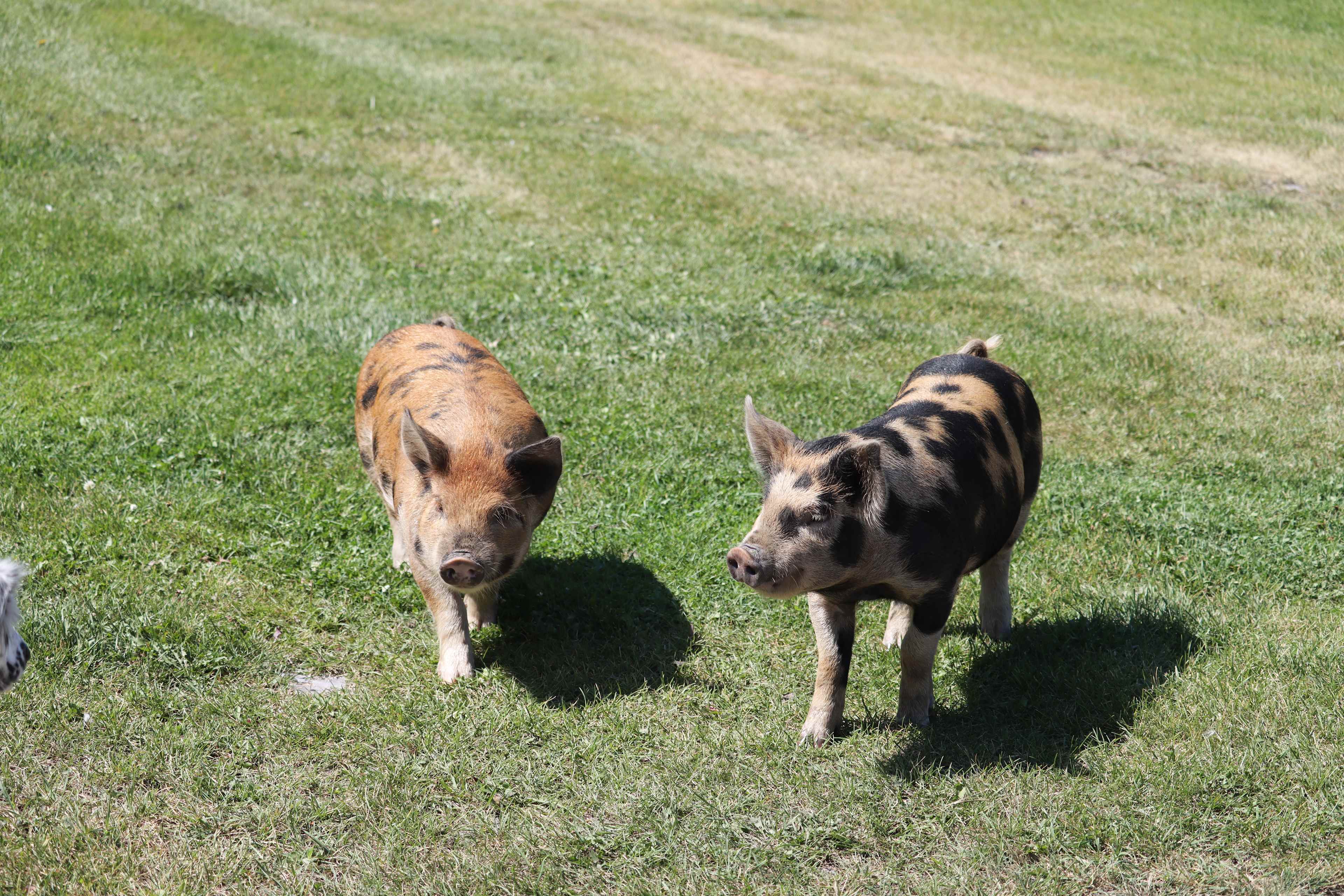 Big Hole Boondockin'