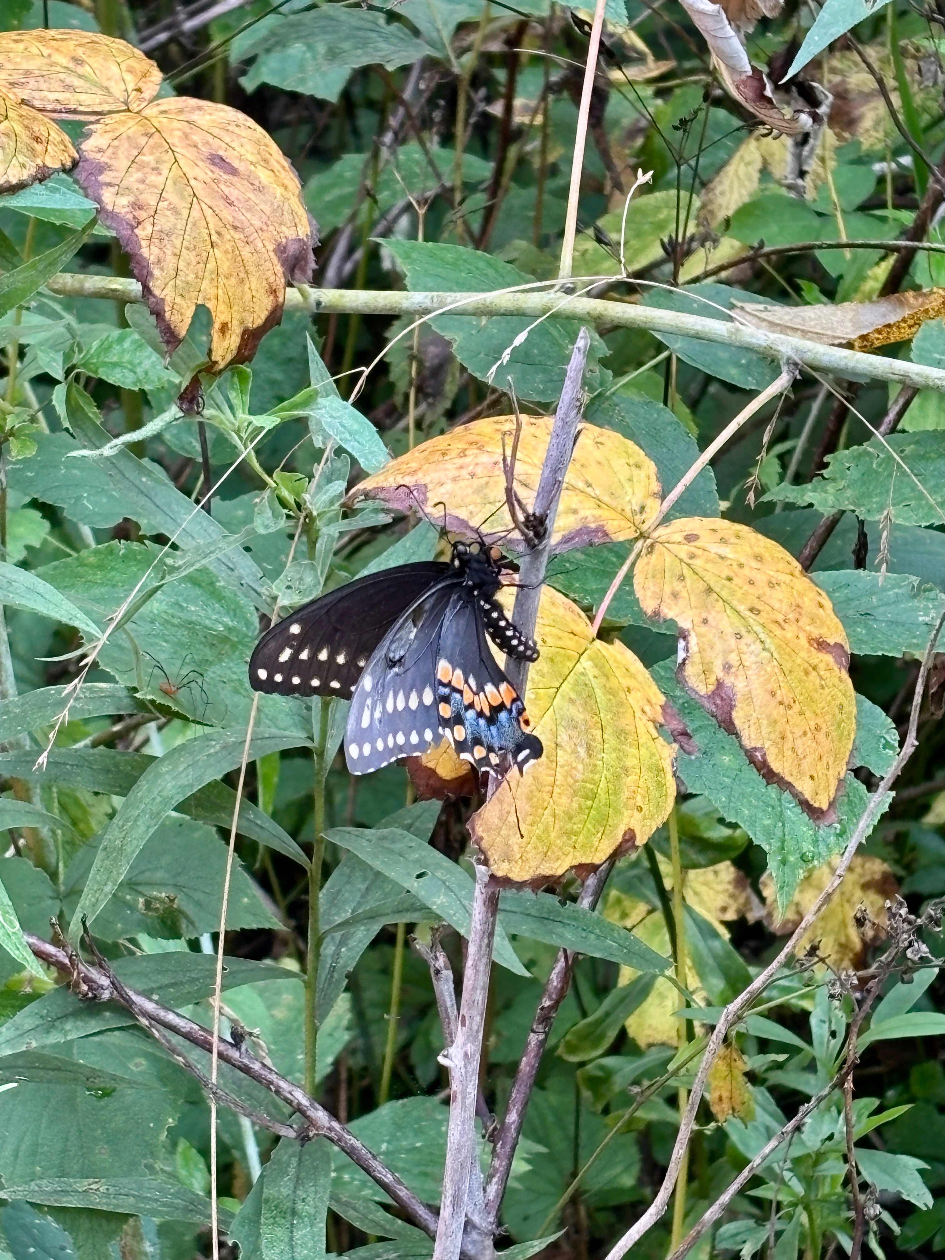 Gorgeous Swallowtail kept us company by the tent 