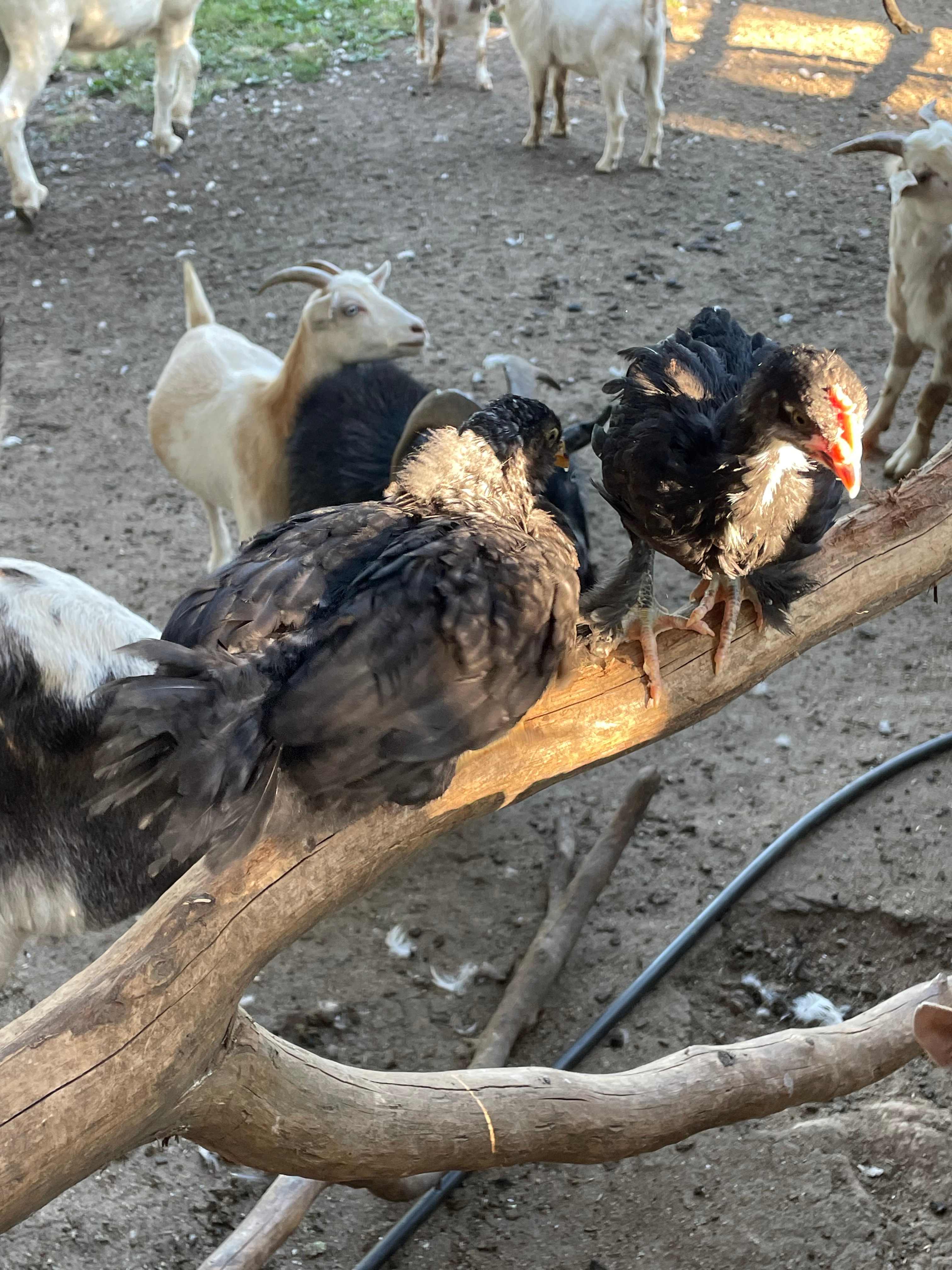 Nanny’s Rustic Retreat