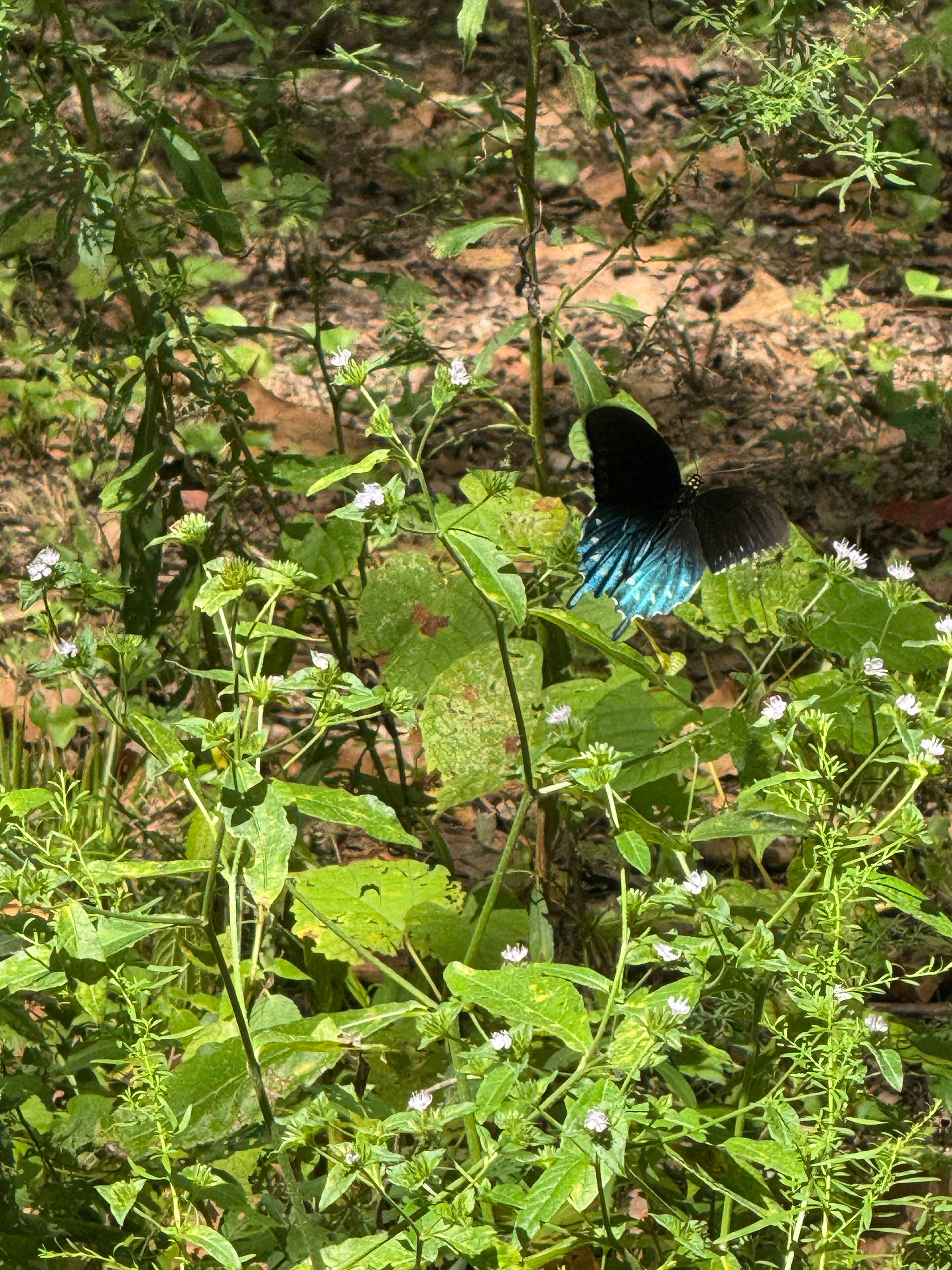 BLACK RIVER CAMPSITE MISSISSIPPI