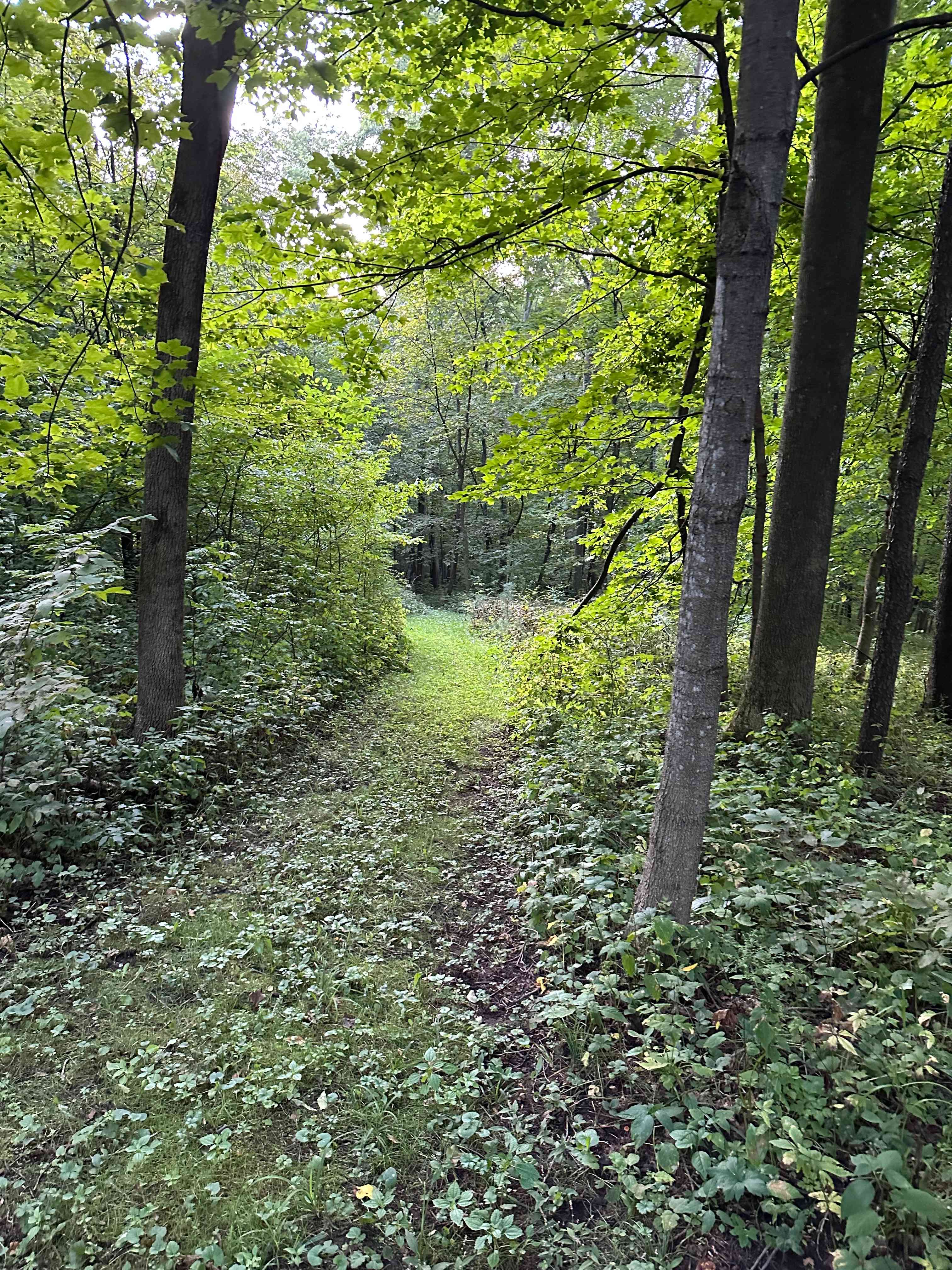 Trail on property