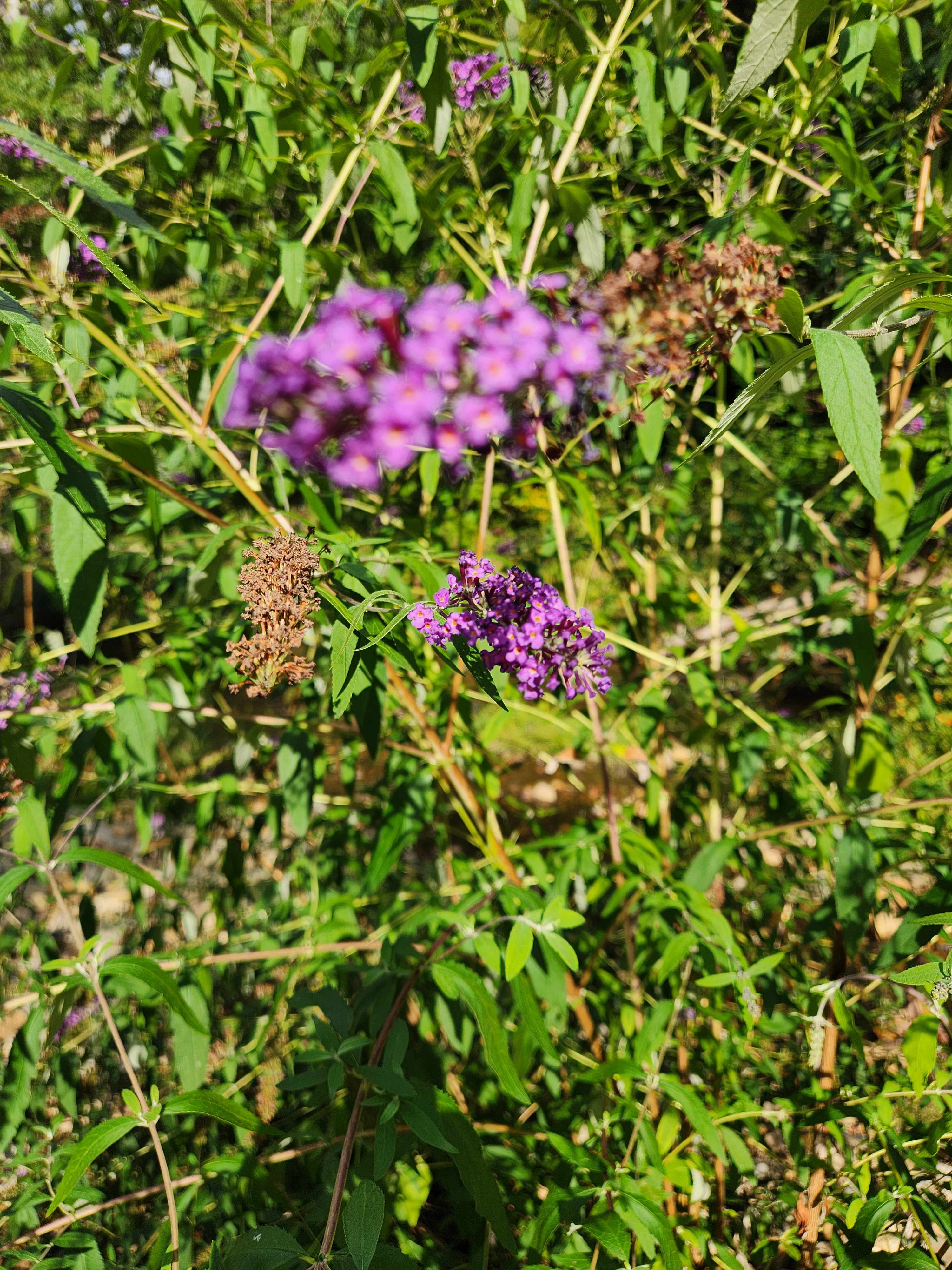 Coweeta Creek Campground