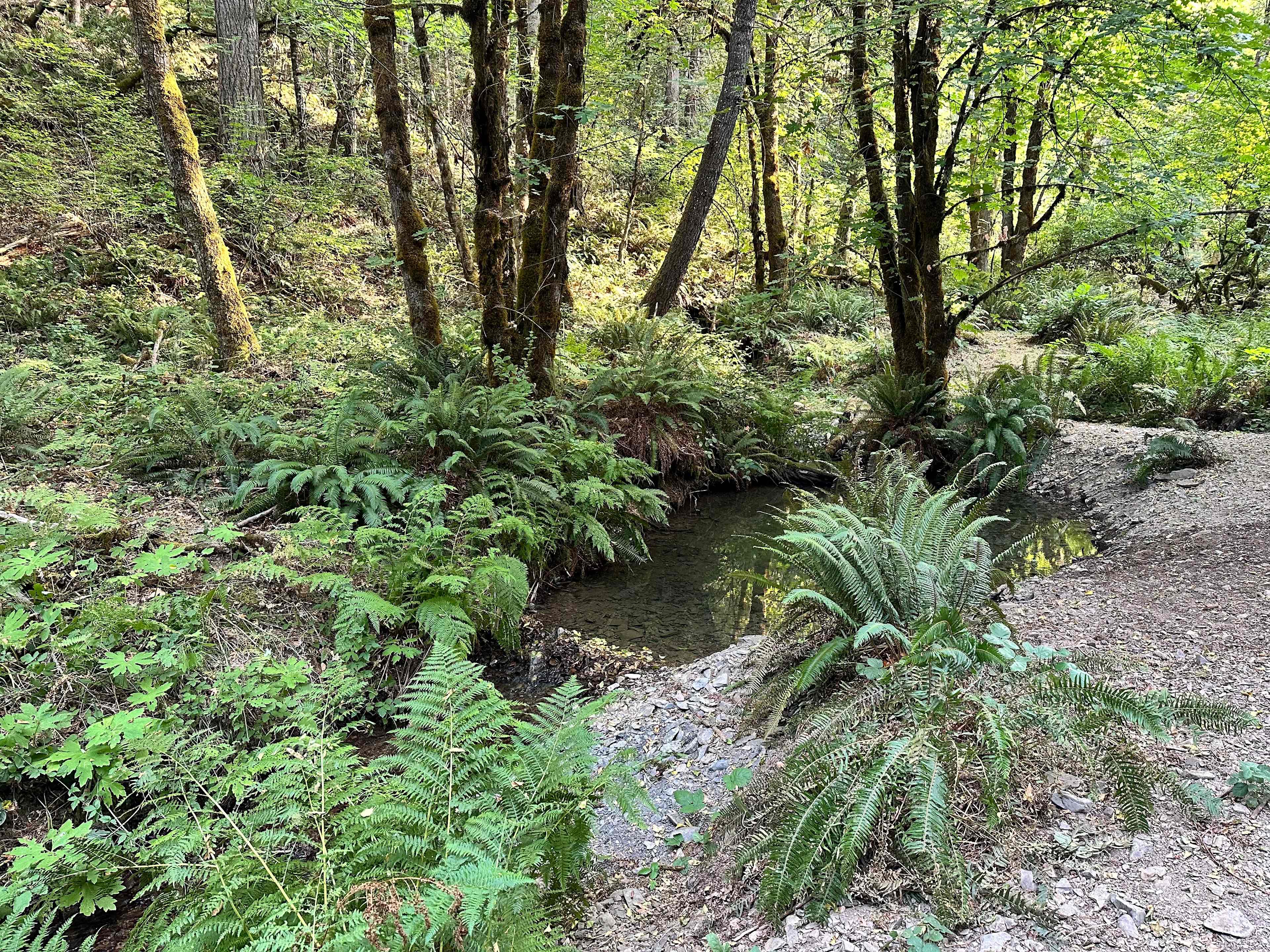 The part of the creek right next to the creekside campsite where you can take a dip in the cold water