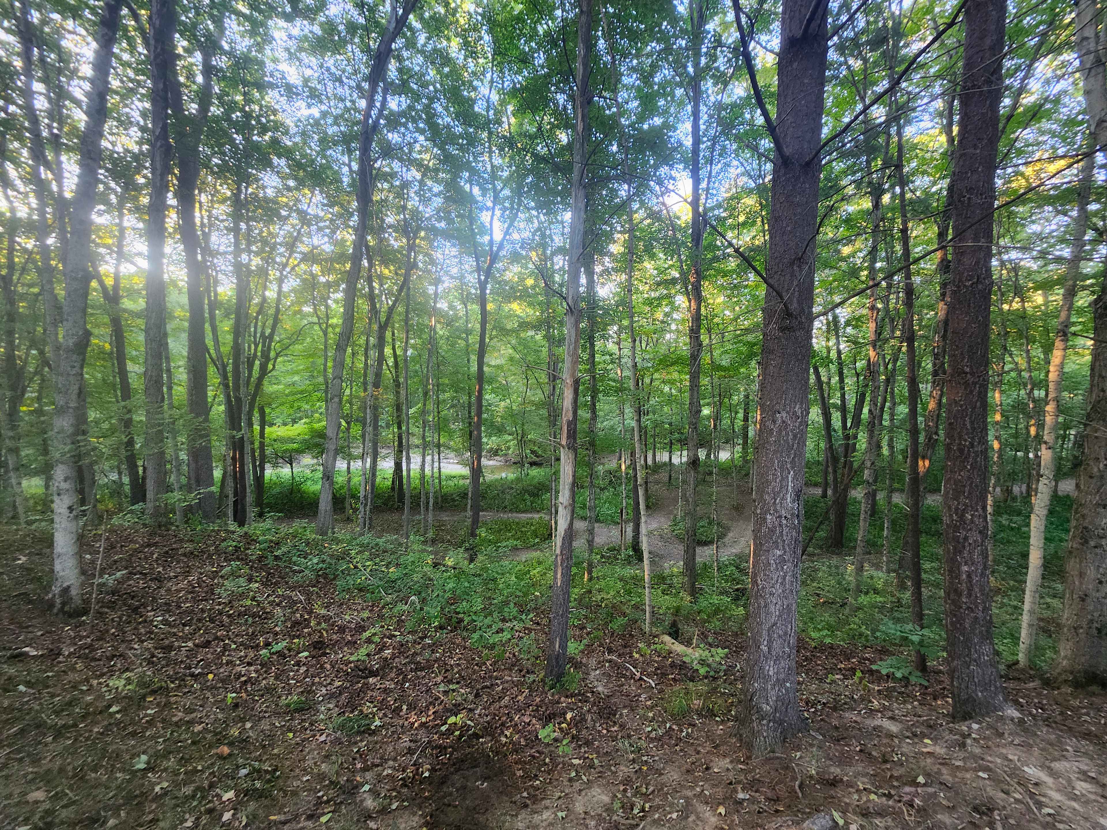 The McIntosh Pines