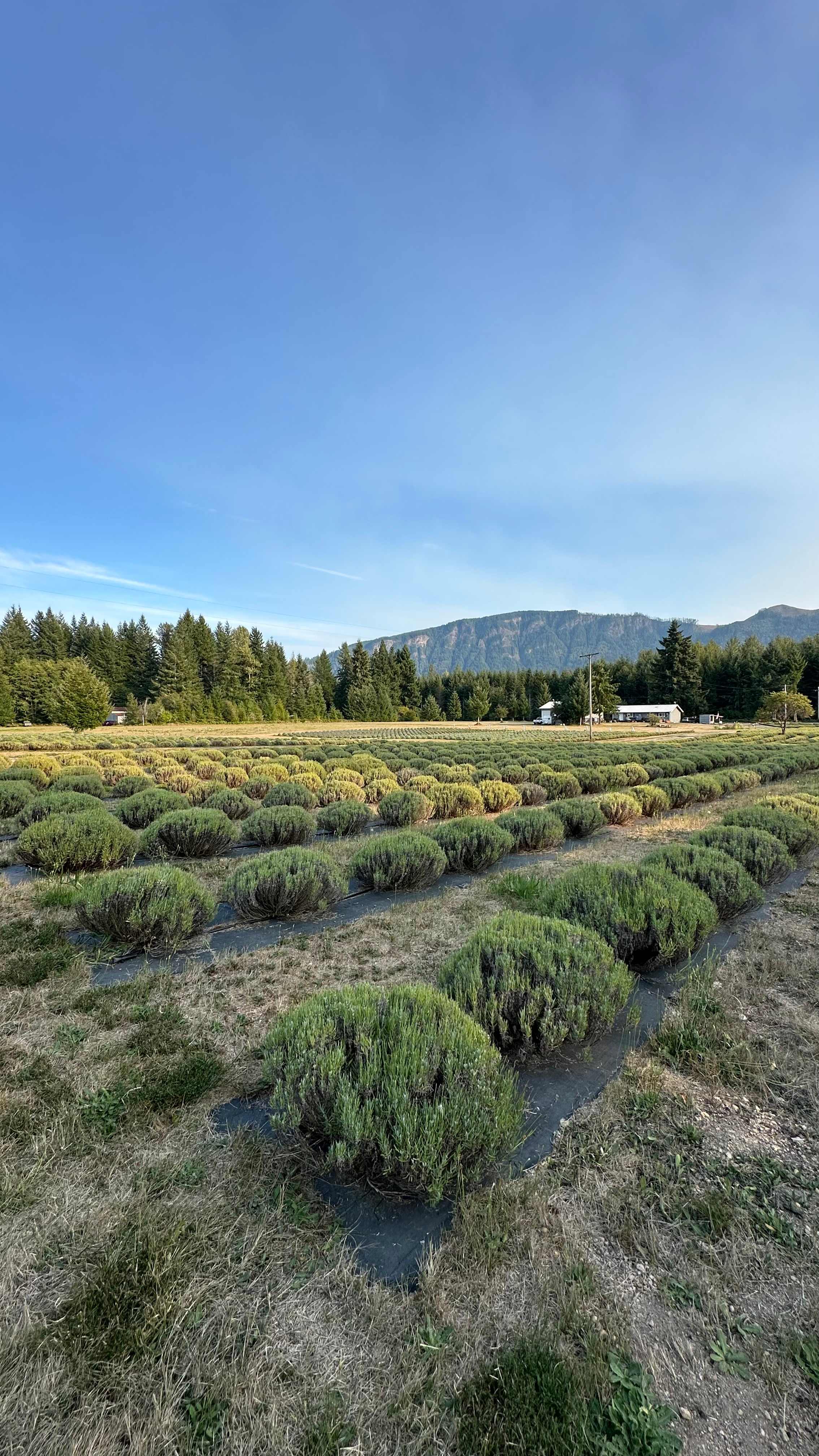 Mountain Lavender Escape
