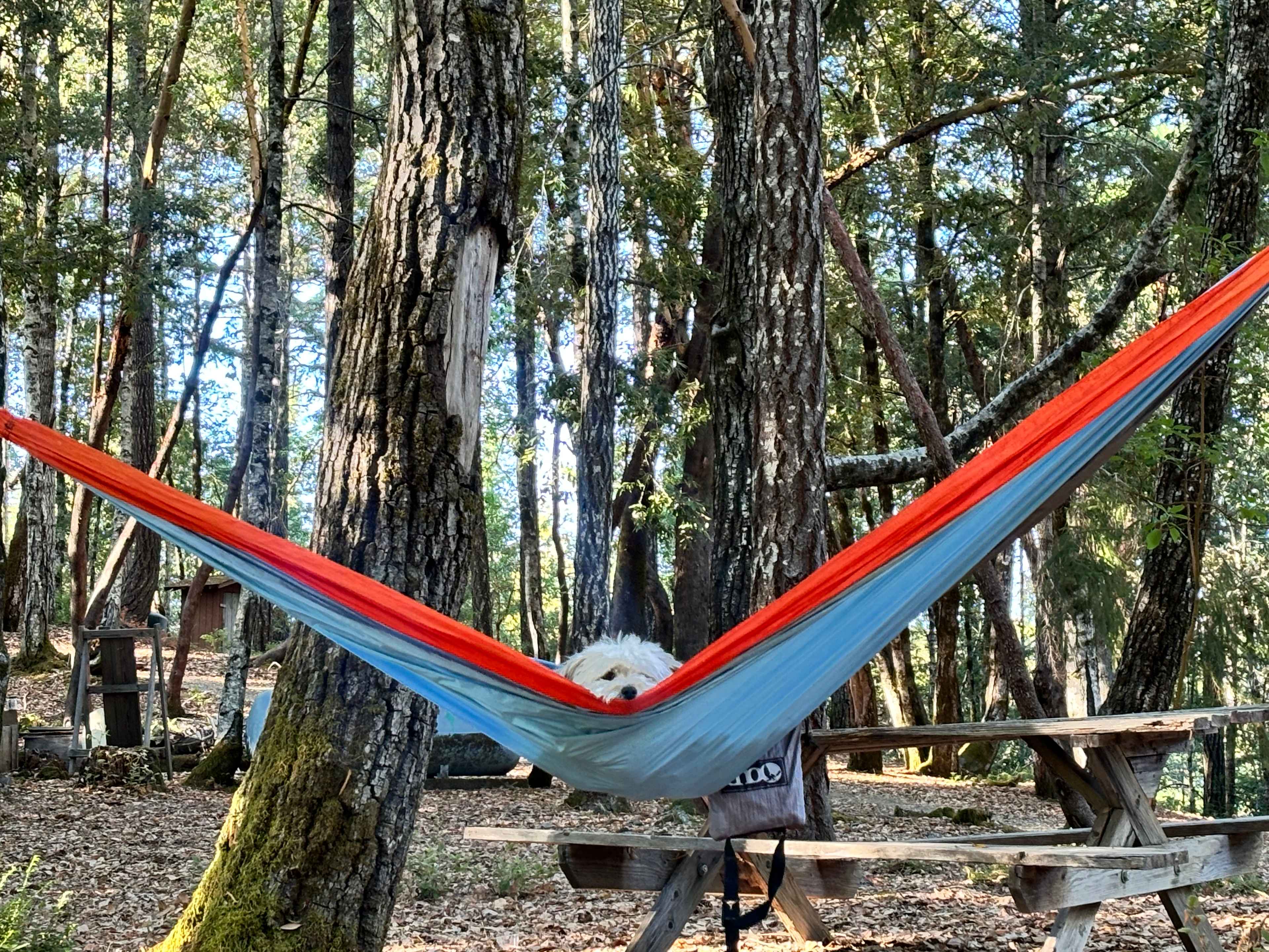 Nearby hammock. Dog approved. 