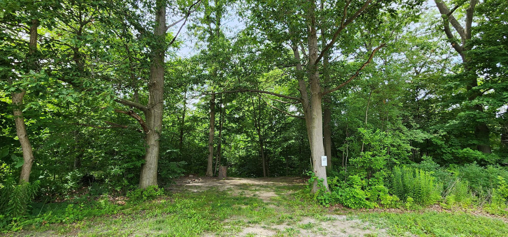 Site #107 is a large site and 95% old tree growth shade.