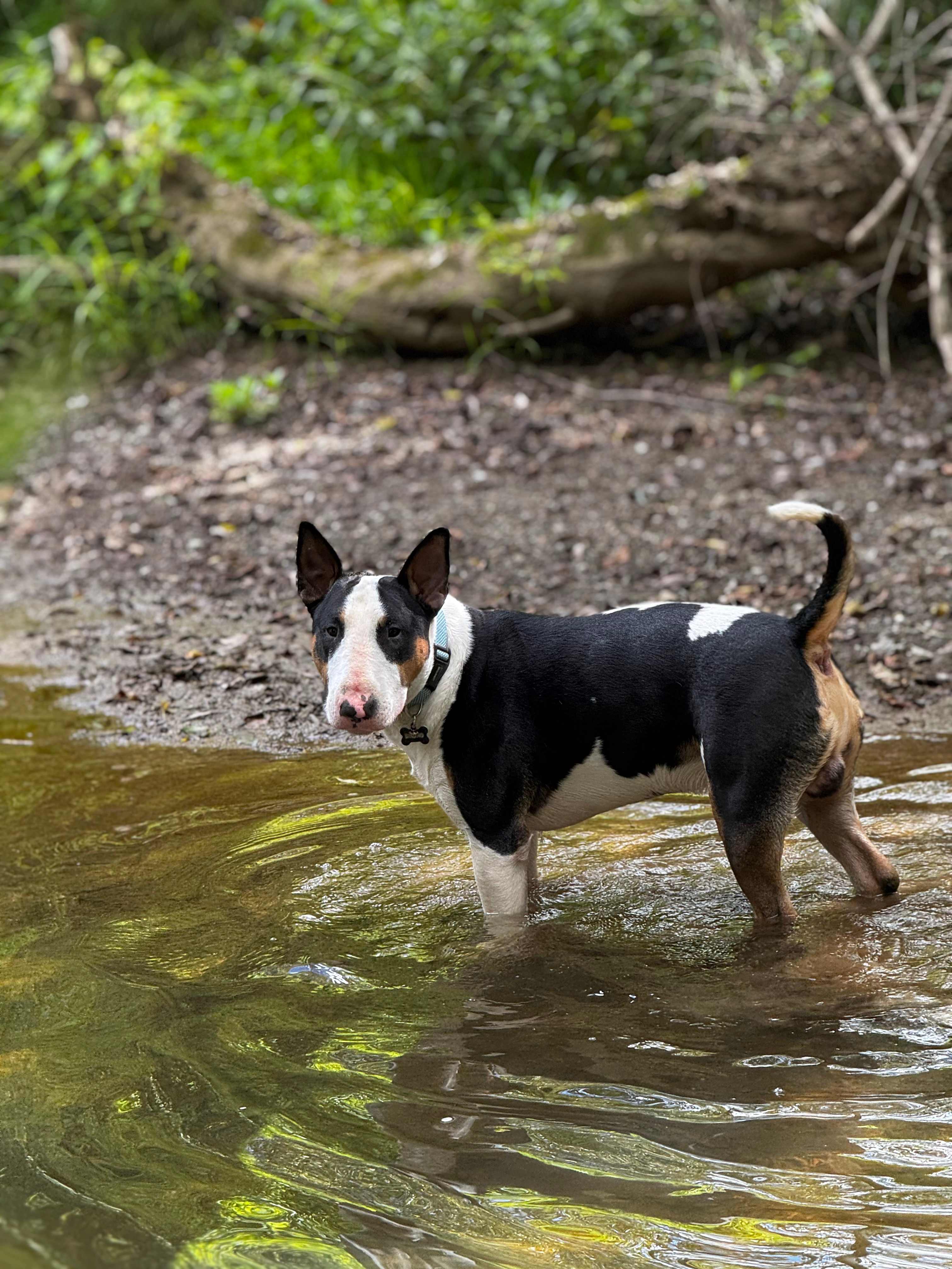 Shambala at Mystic Hollow