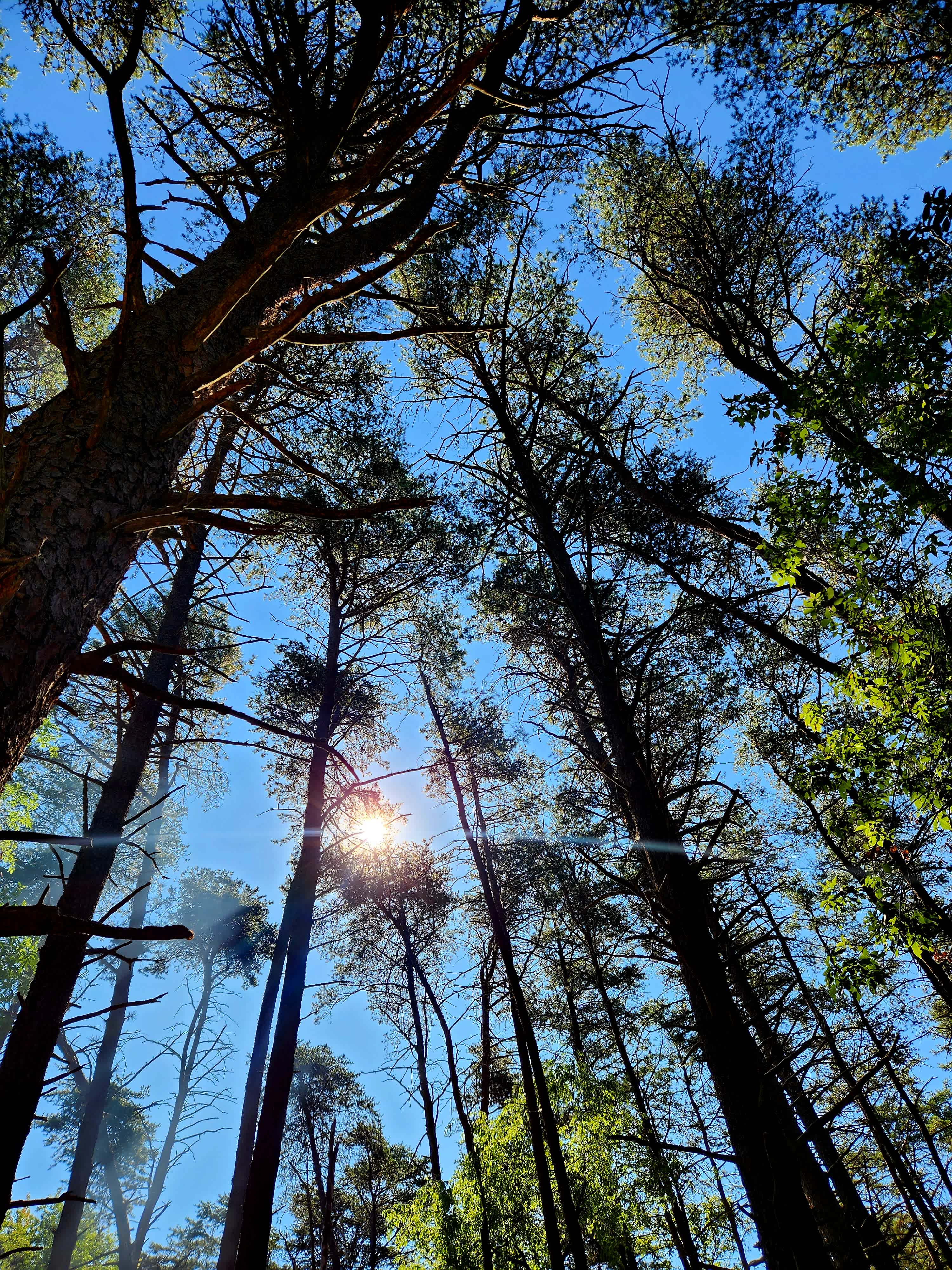 Blase ‘n Love Forest