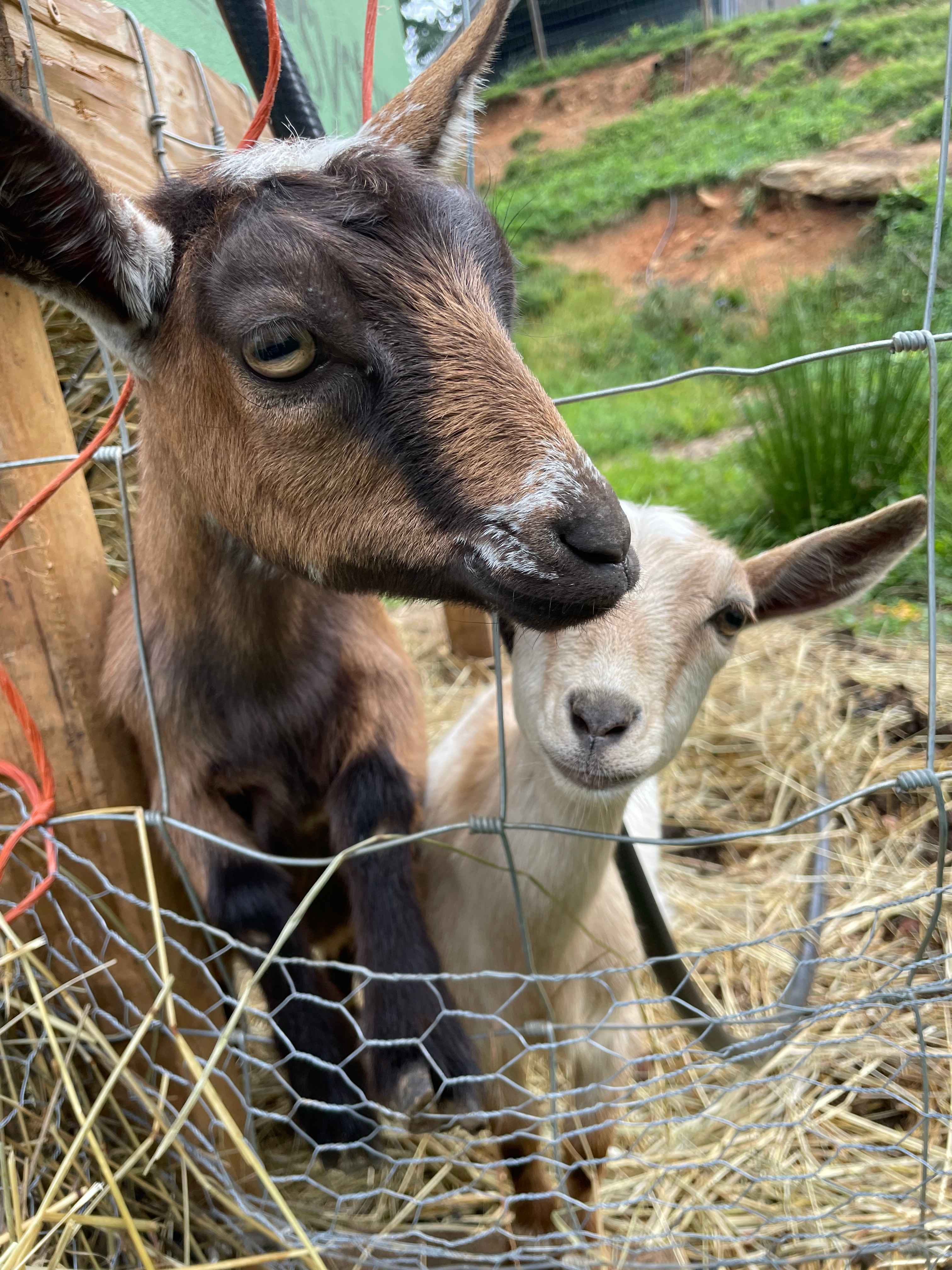 Red Rooster Farm: AVL Adjacent!