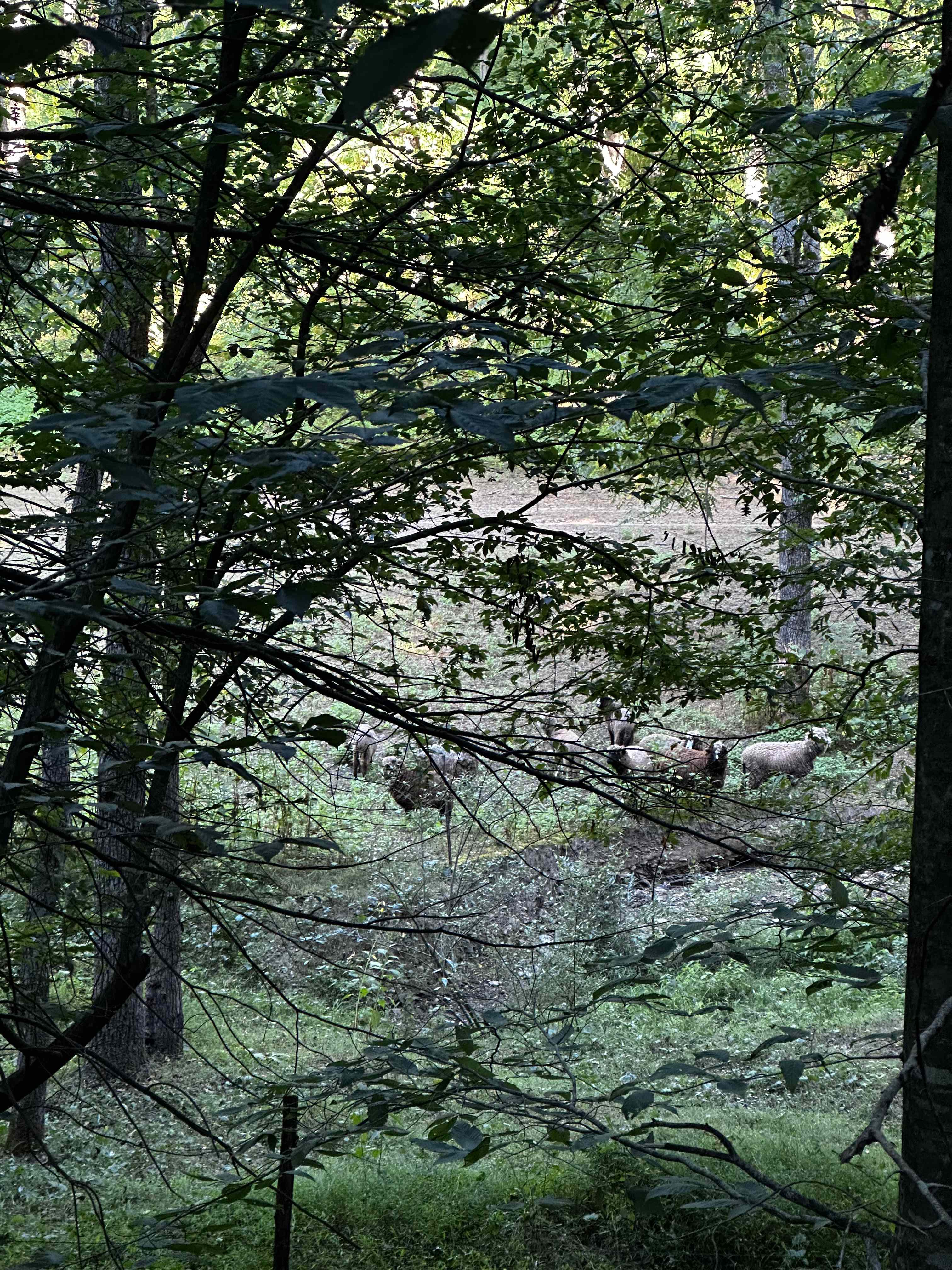 Tawney Farm's Wild & Woolly