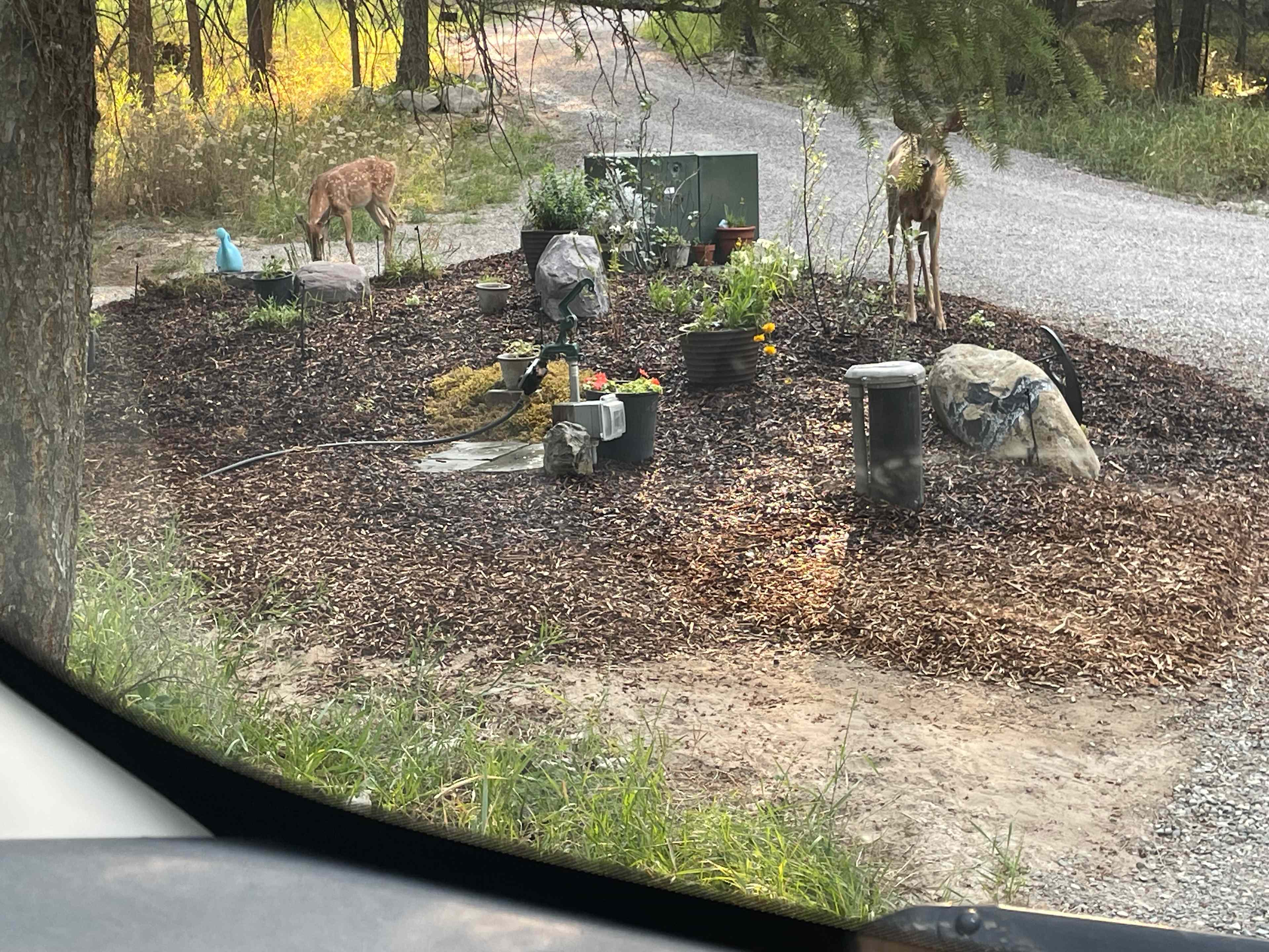 Morning visitors 😍