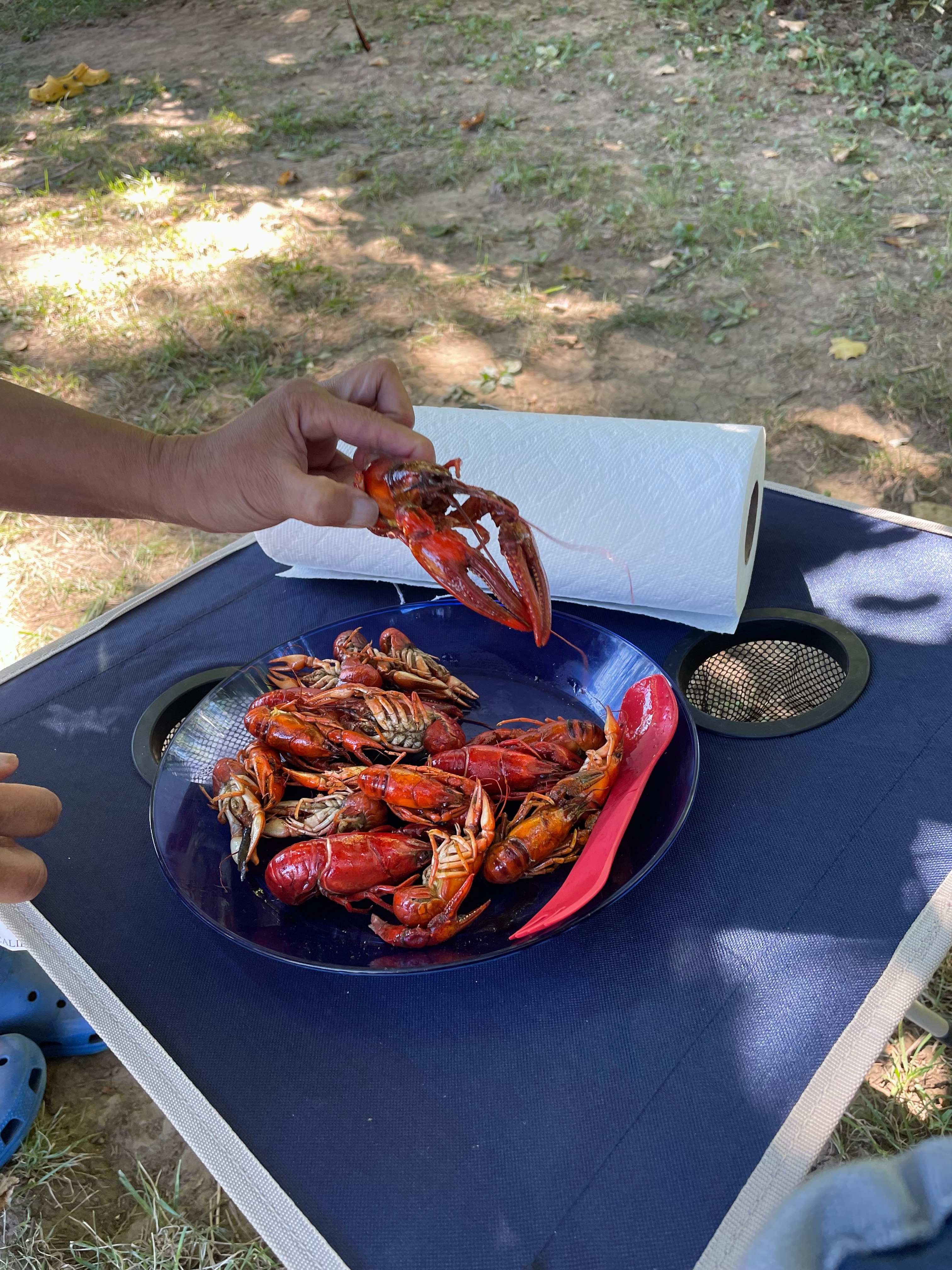 Fresh crawfish we caught in the creek