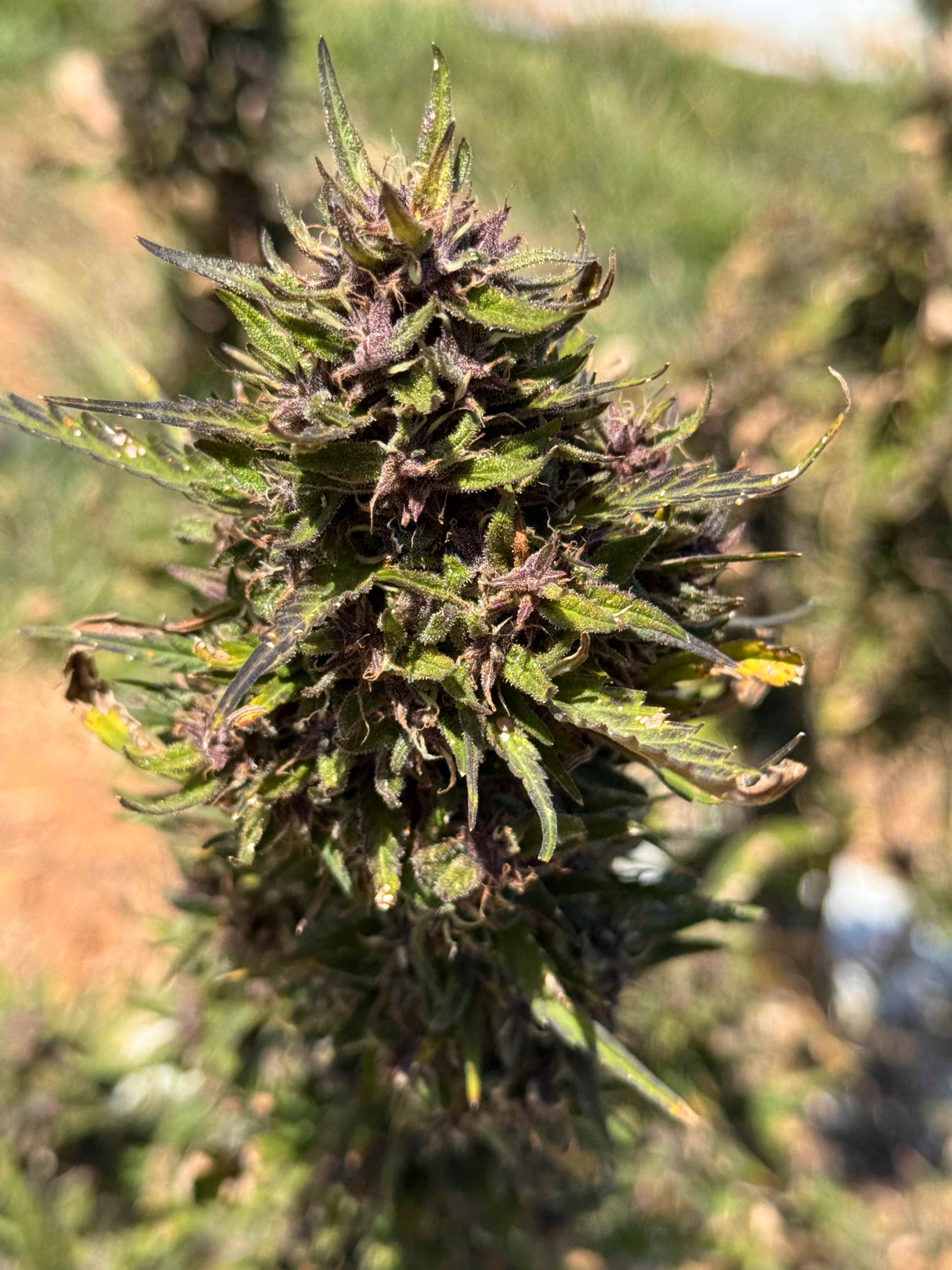 2nd40 to 420 - The Farm