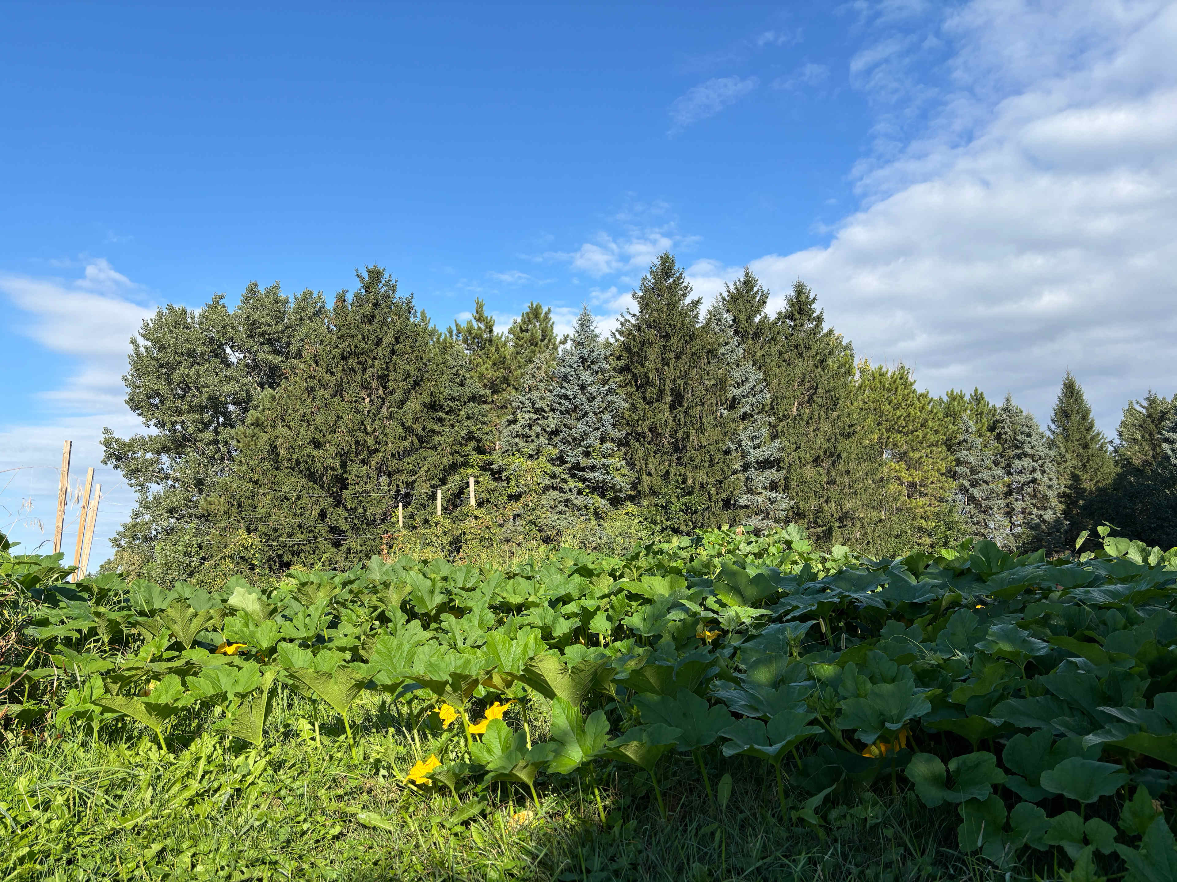 Fischer's Rolling Green Farm