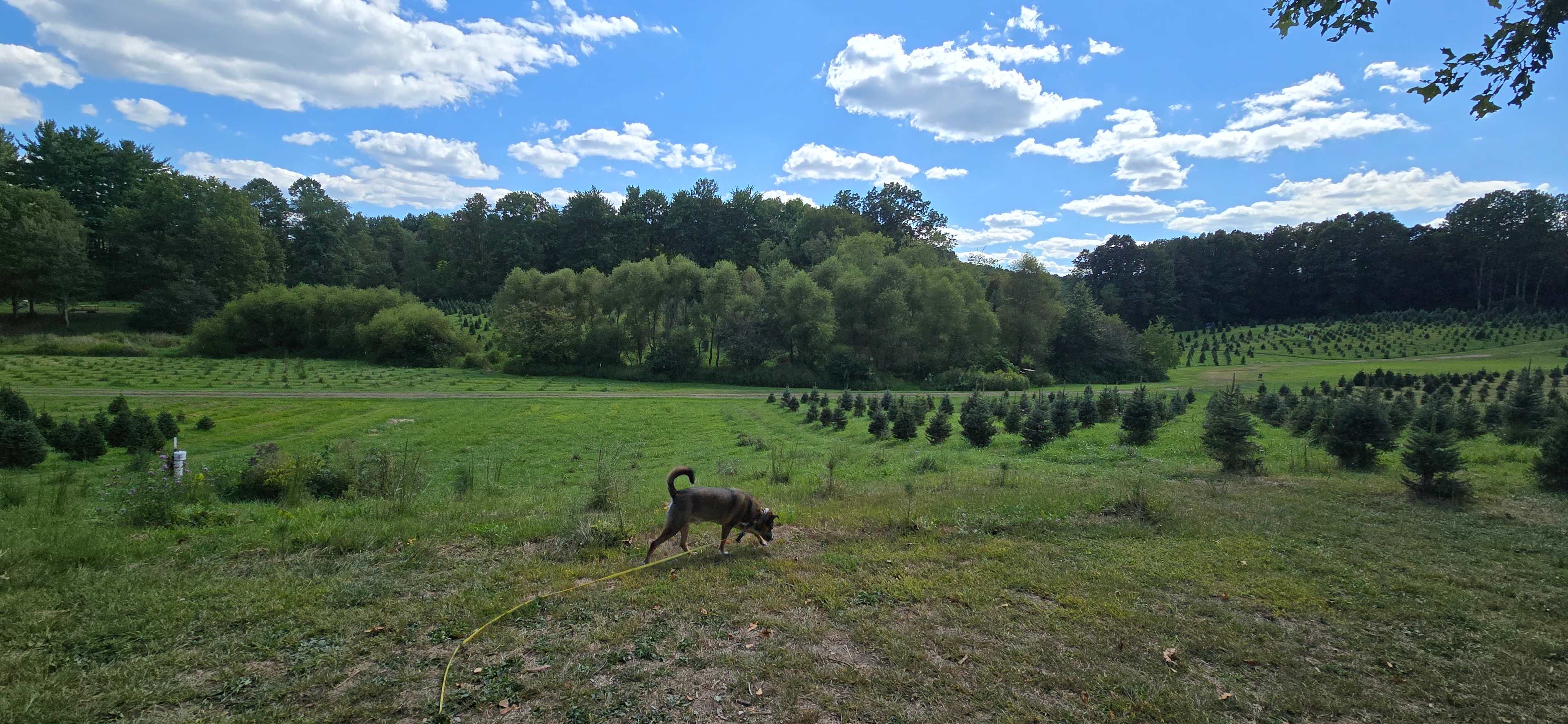 Spacious place for dogs