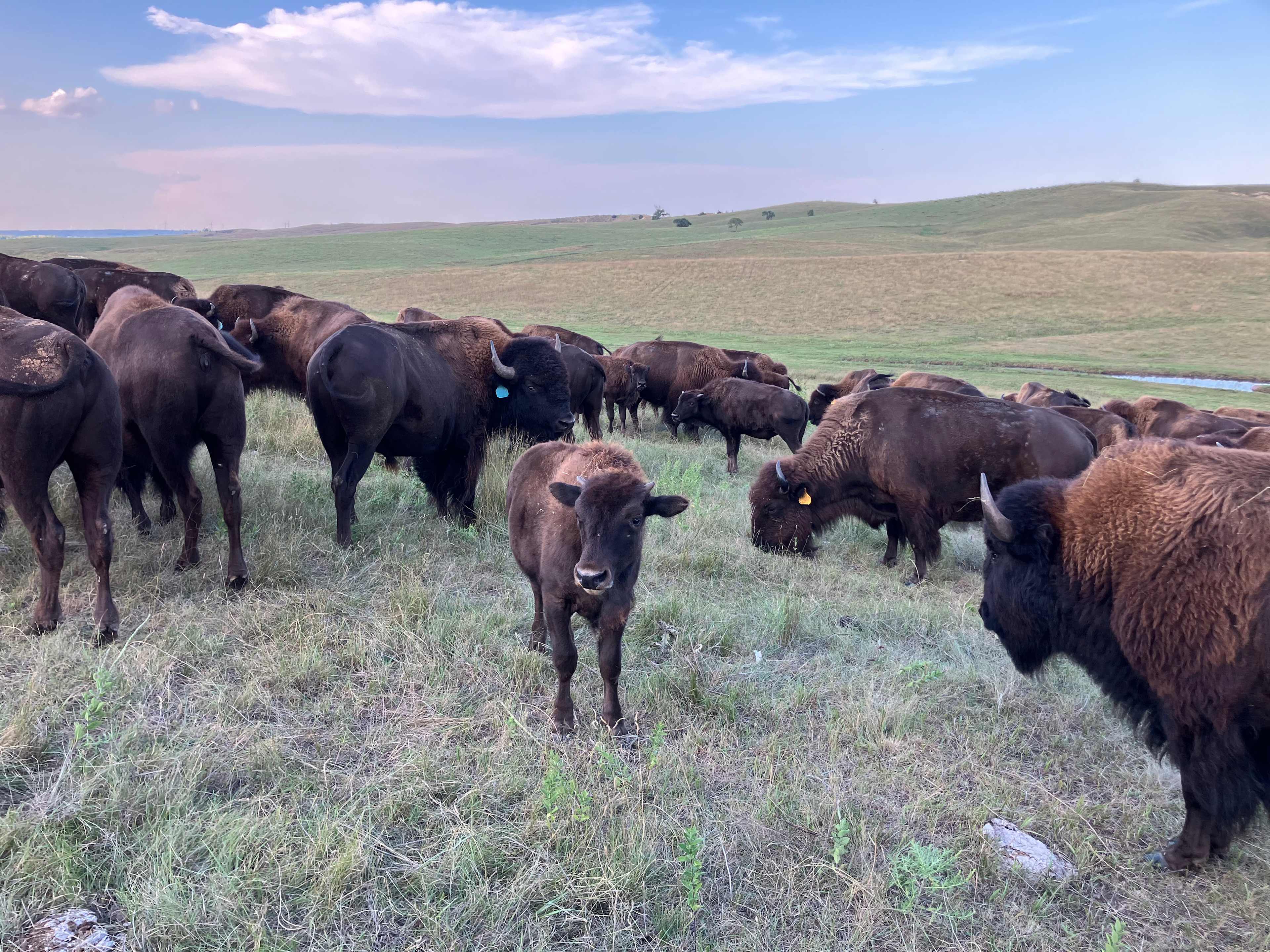 A little spring calf