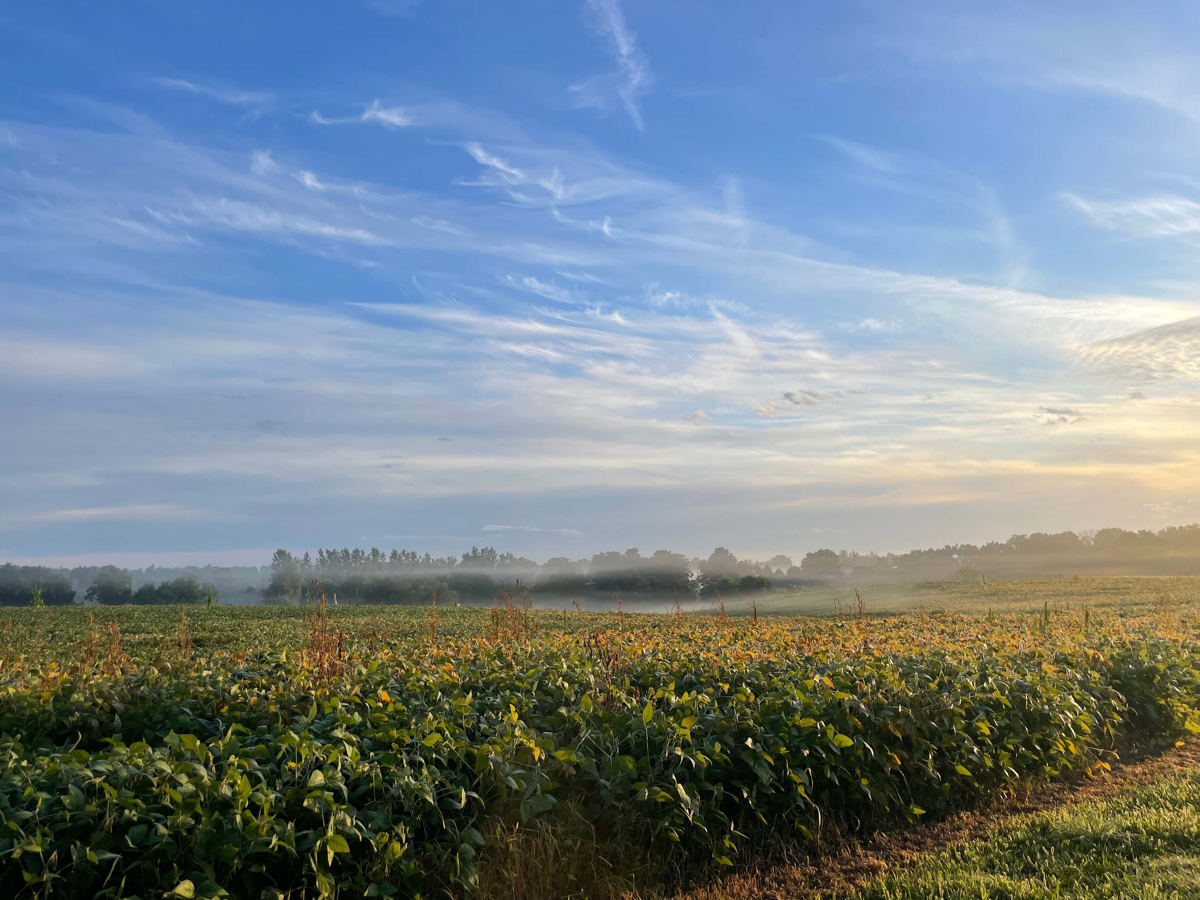 The Farm