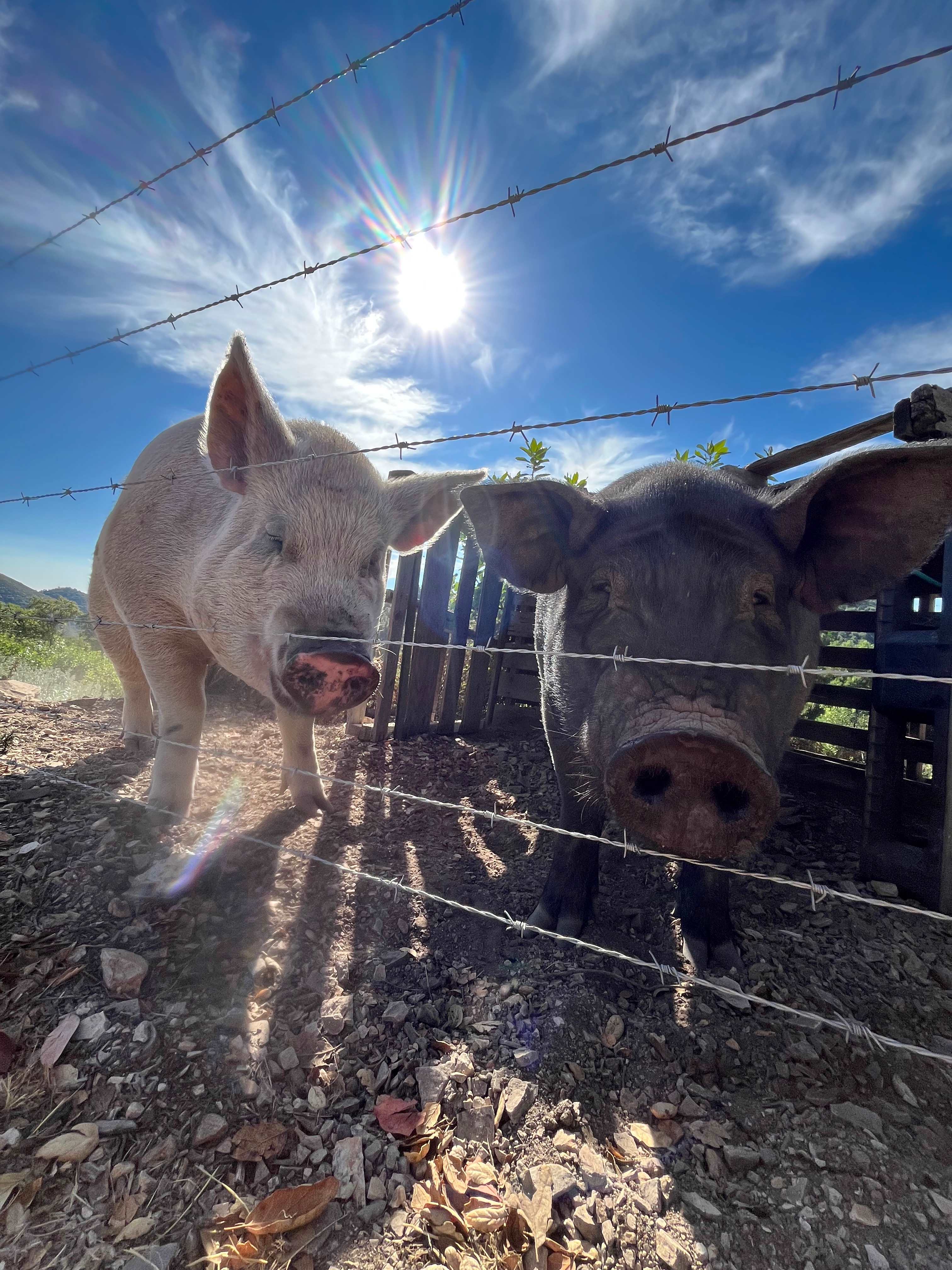 Mt Rancho (FKA La Montaña Ranch)