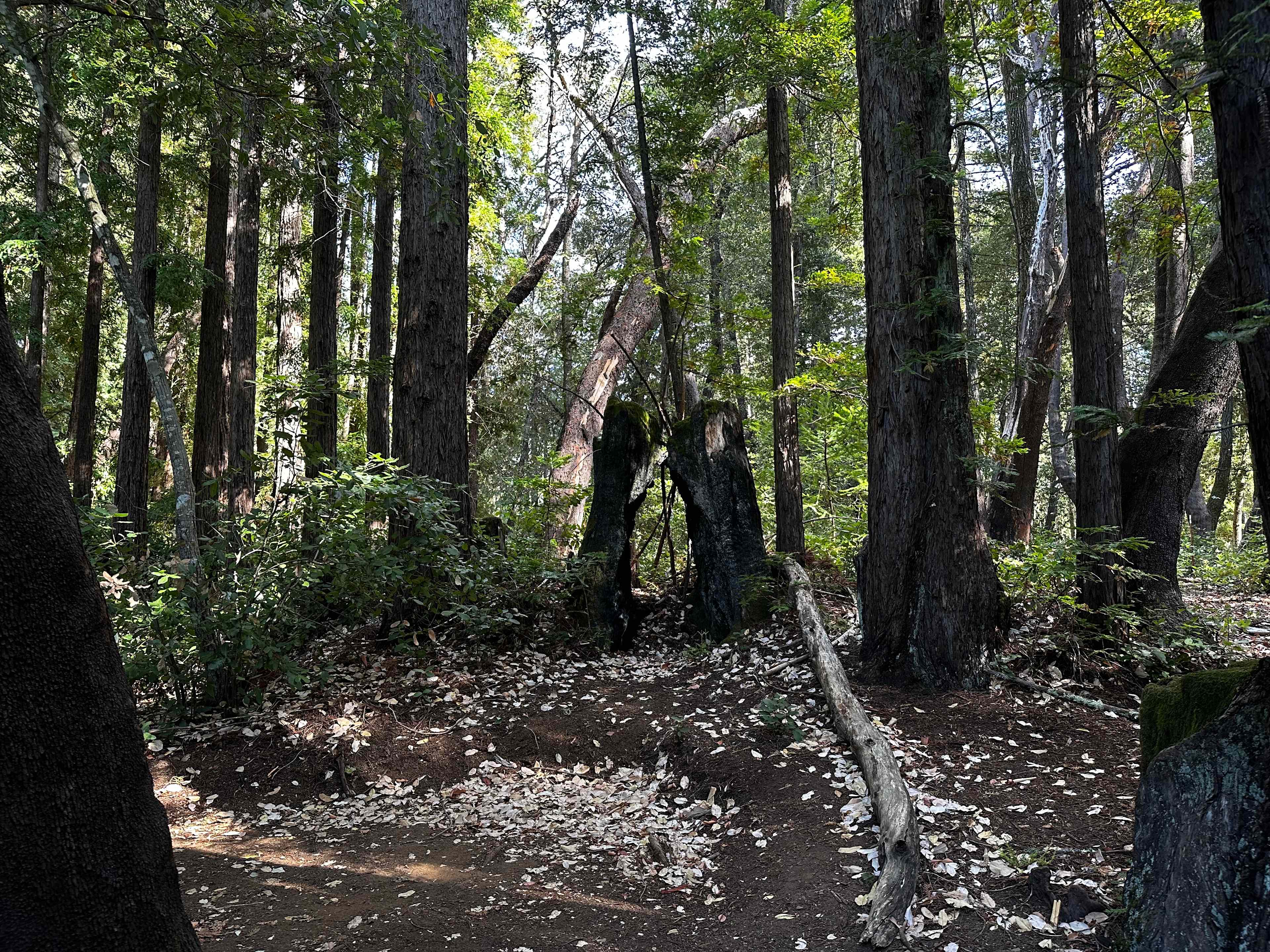 Redwood Paradise Camping
