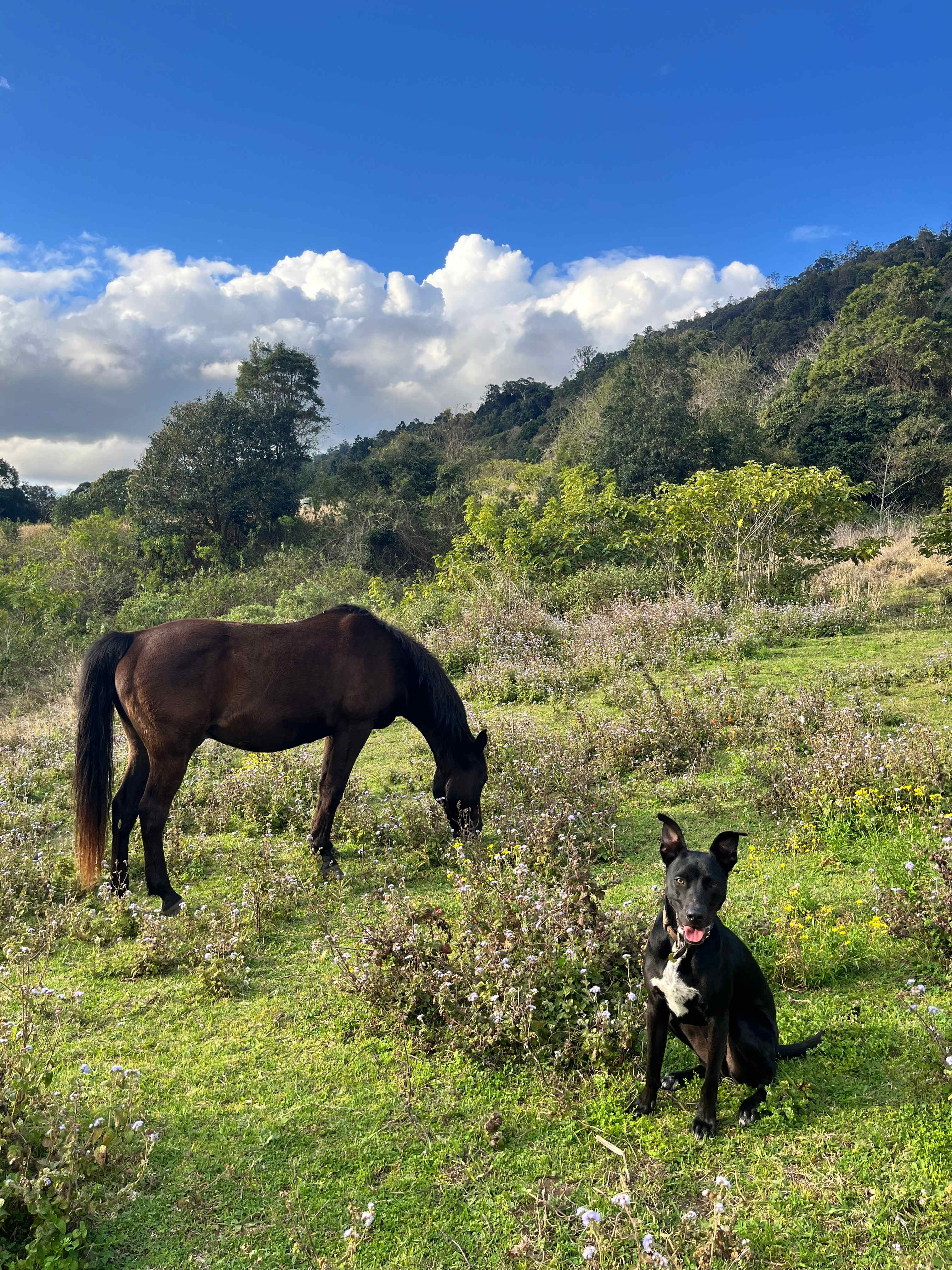 The Bush Clinic, Hinterland Retreat