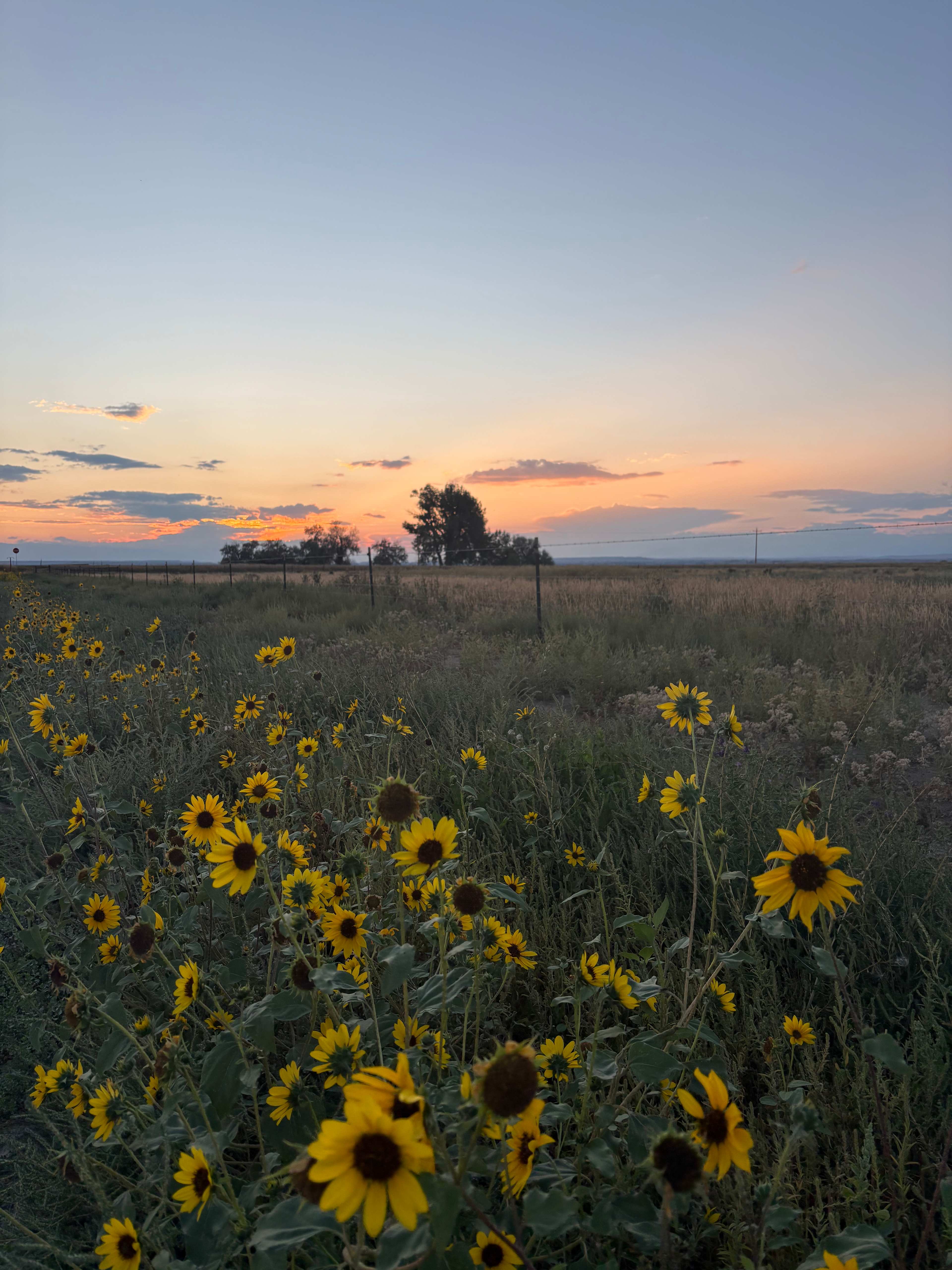 Jim Moss Arena Campground