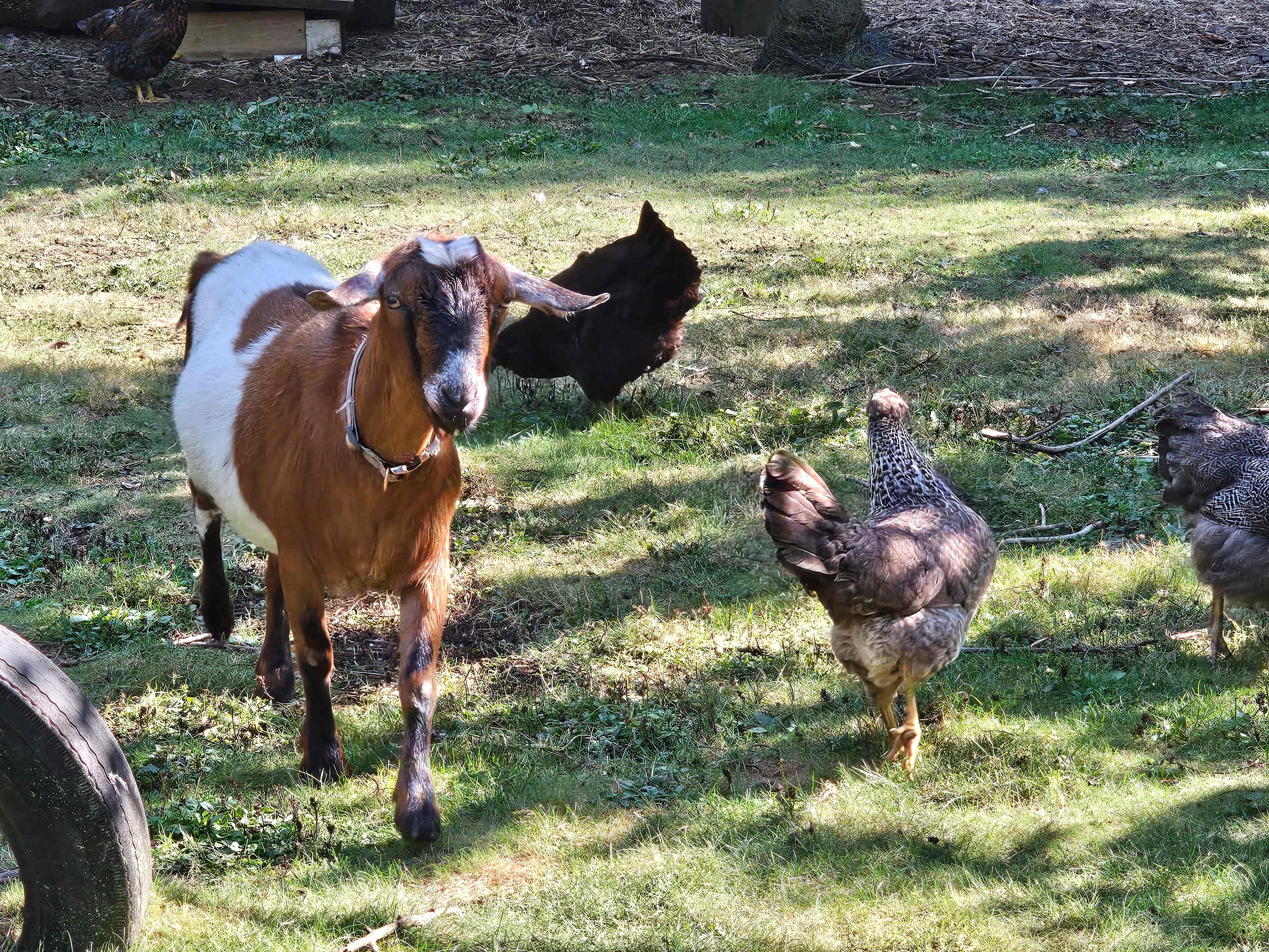 Nature Camp, Cabin and Farm.