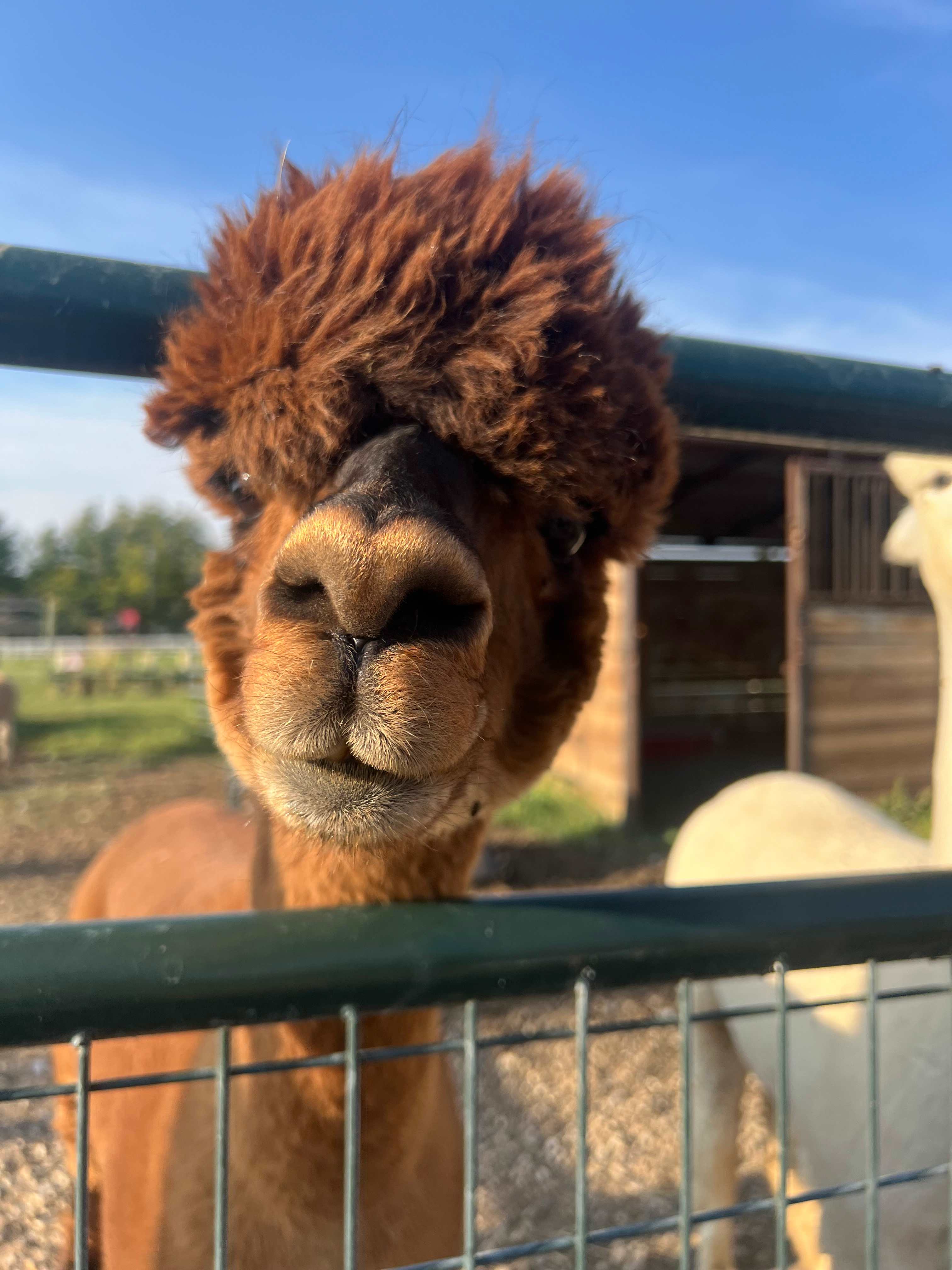 Murphys Point Alpaca Ranch