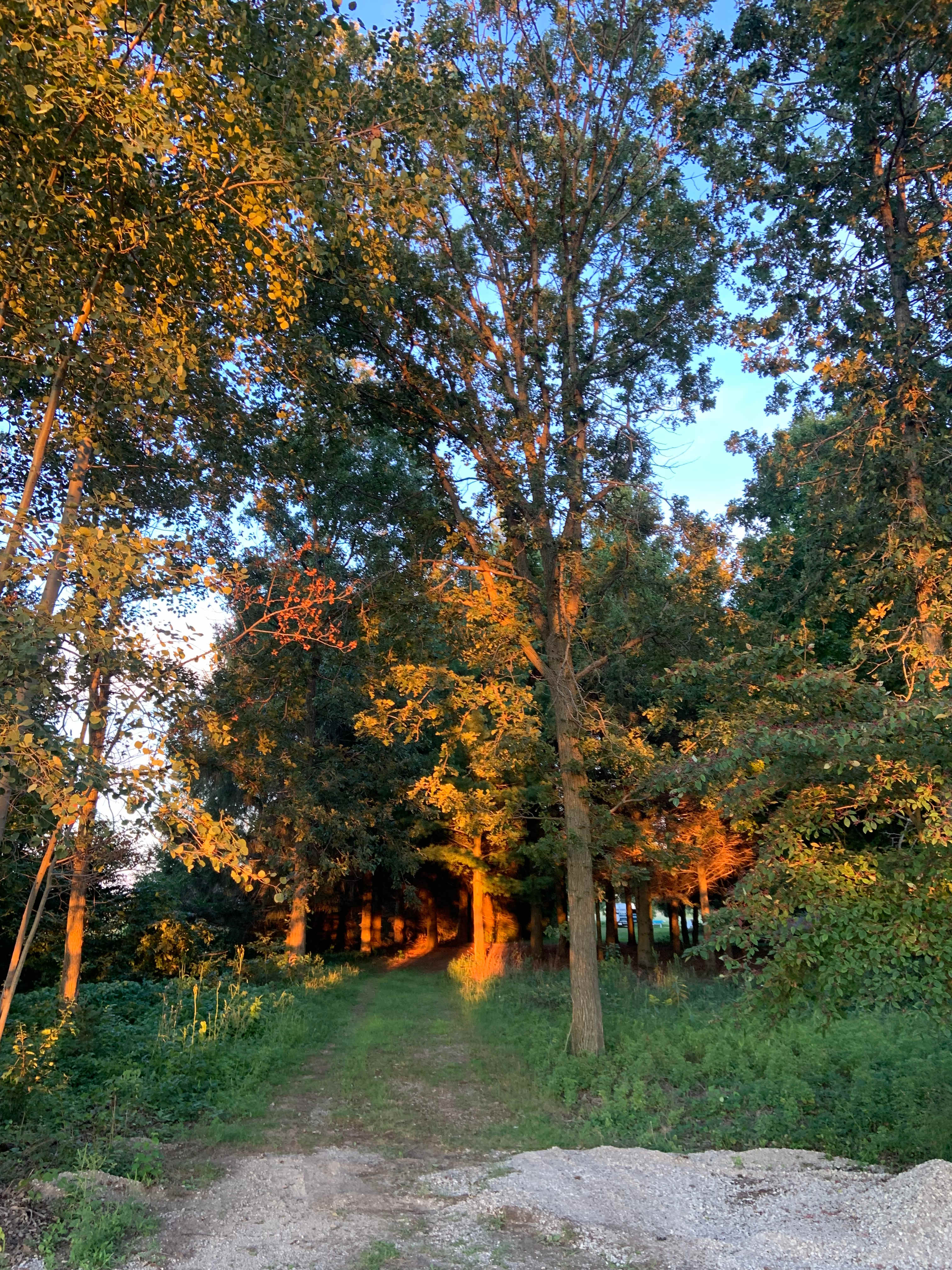 White Pine Forest Farm