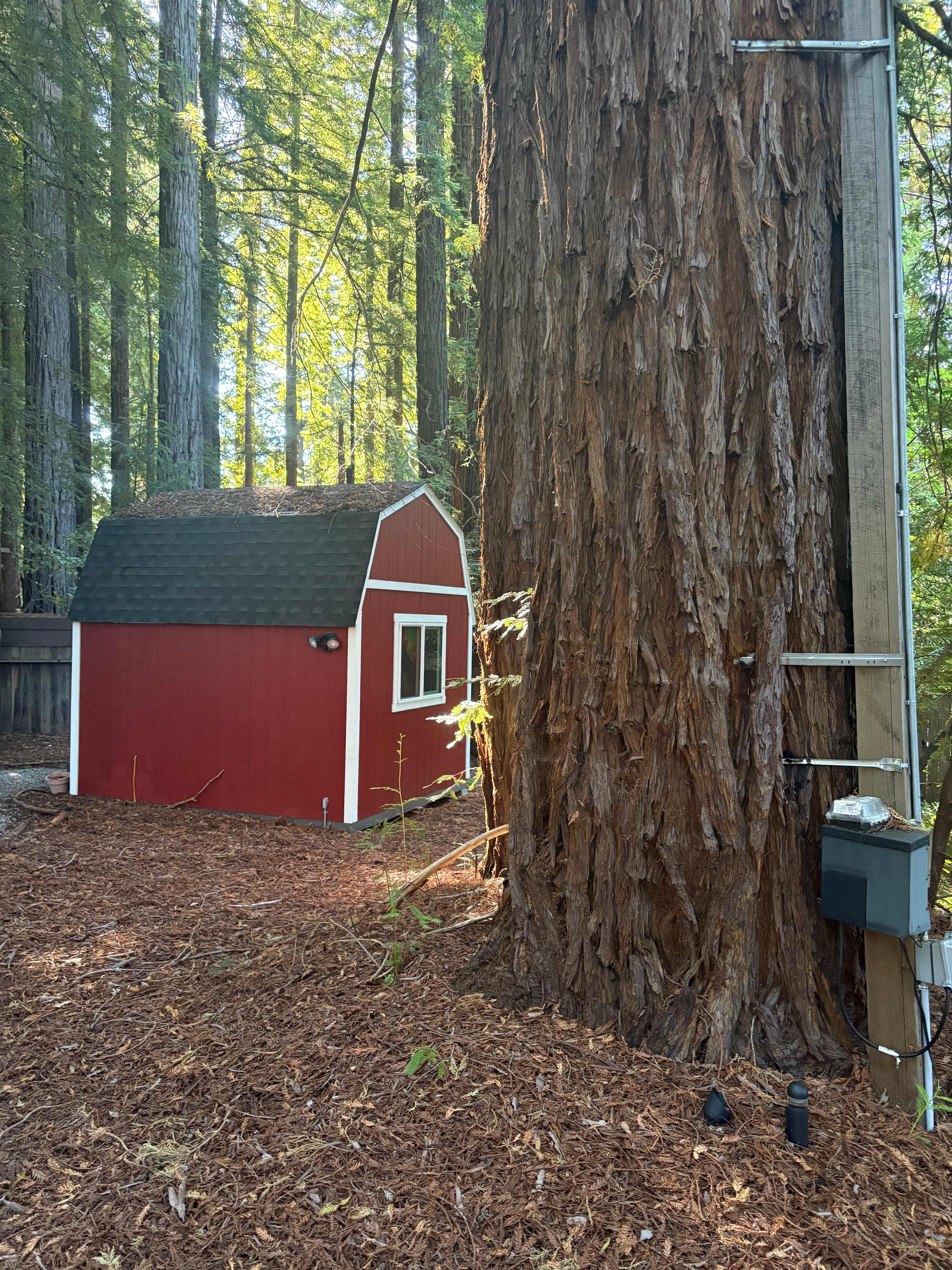 Redwood Paradise Camping
