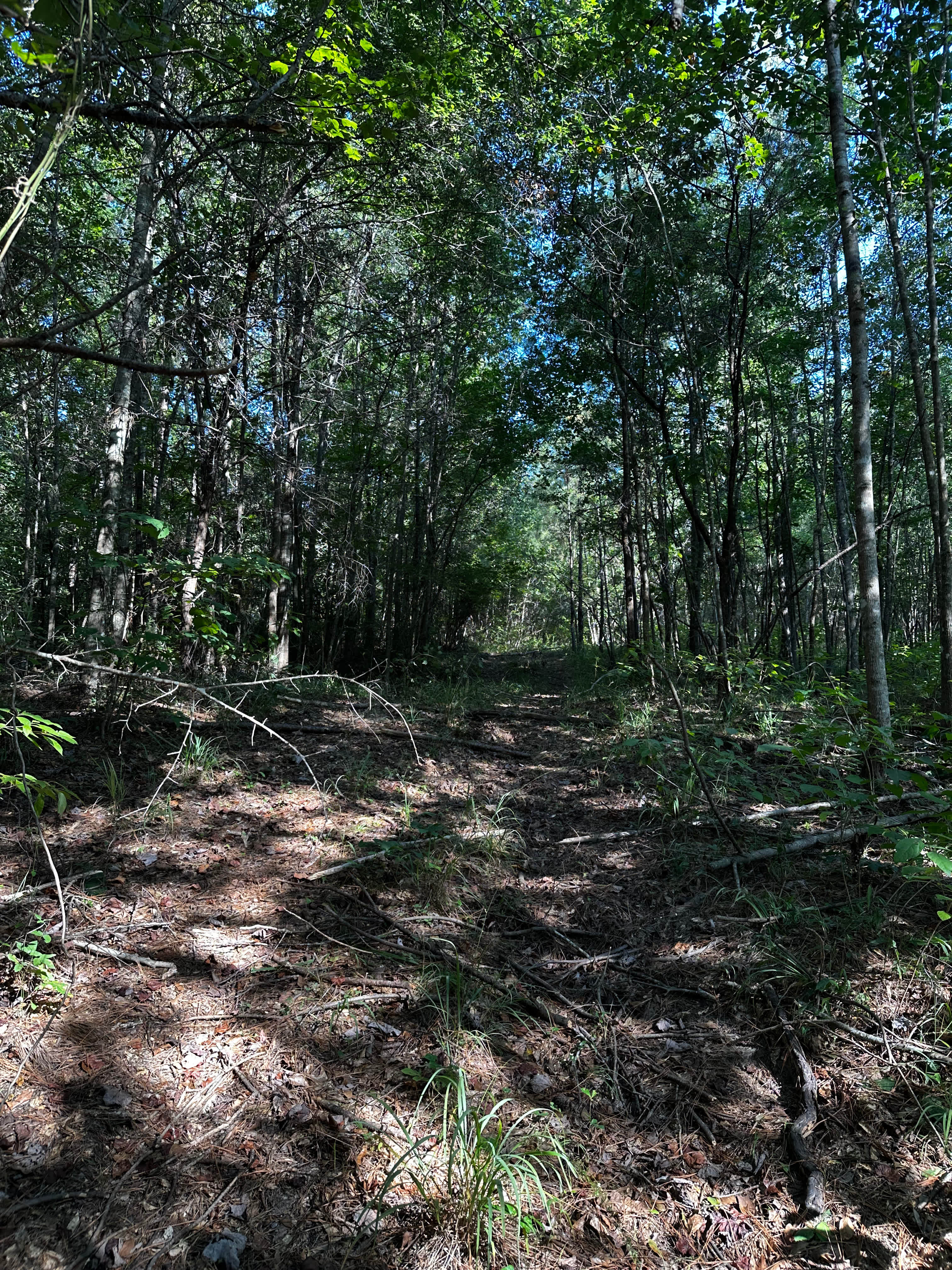 Murchison Farm's Primitive Camping