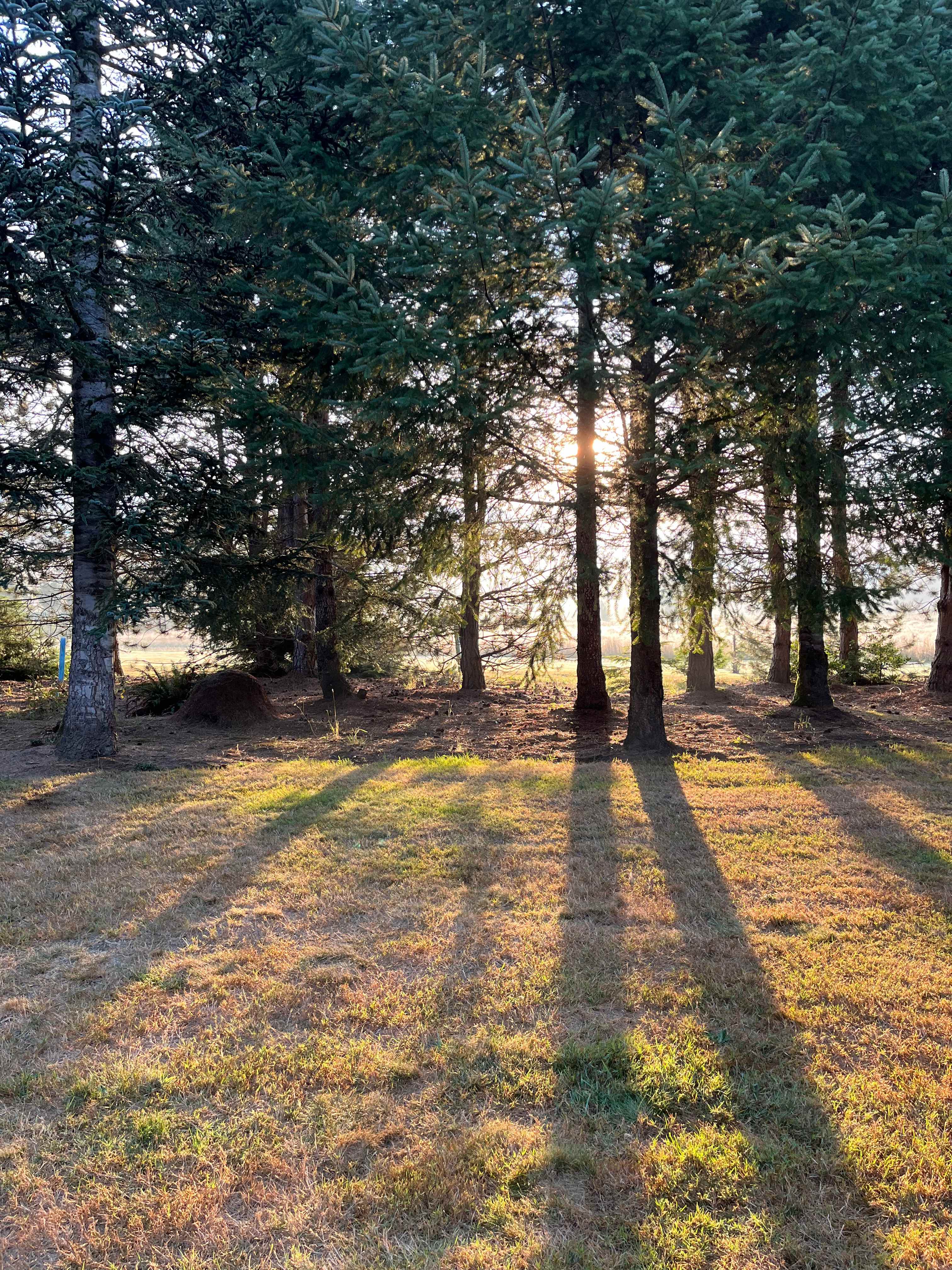 The Arboretum at Bear Canyon West