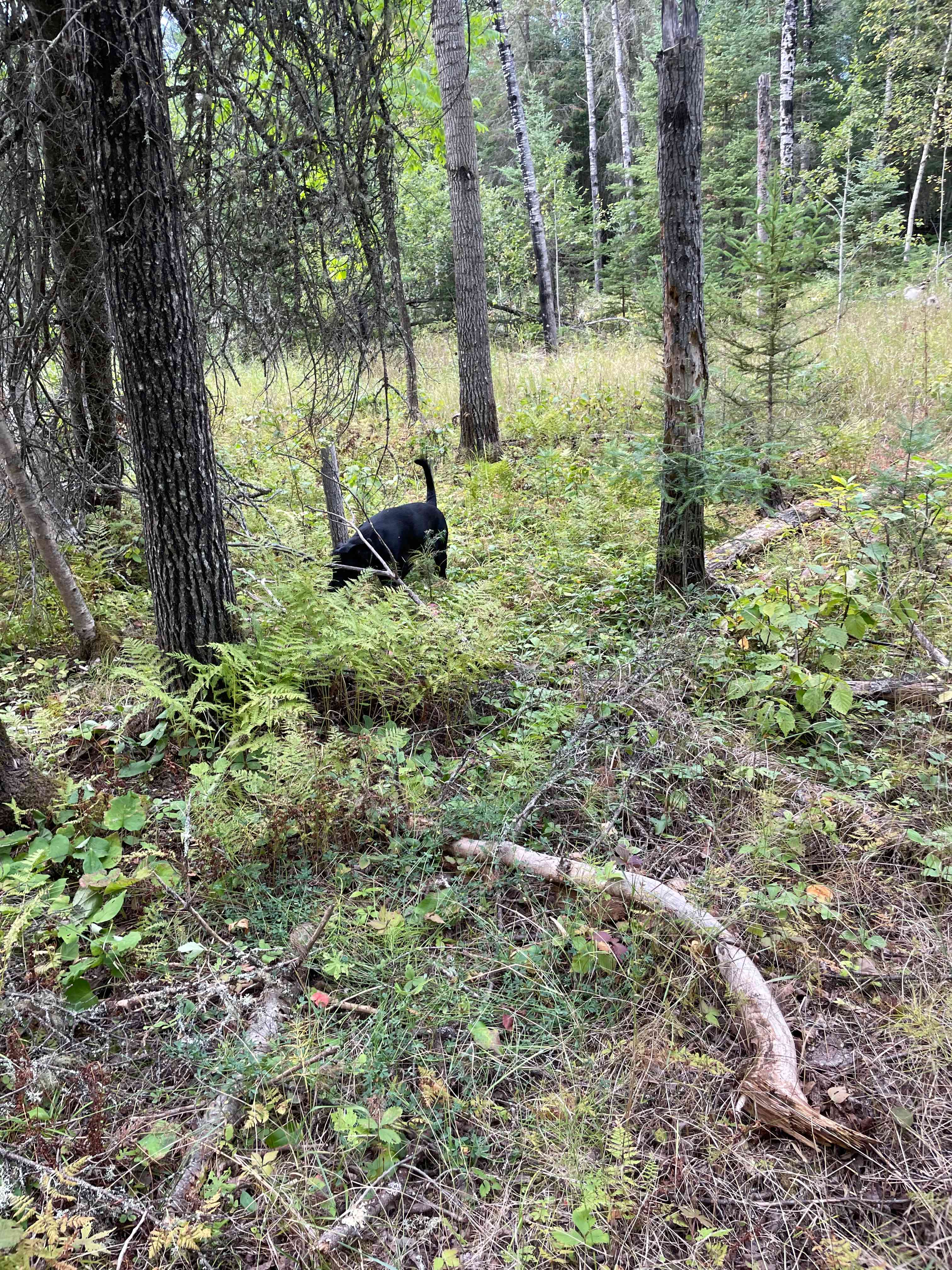 Muriel Lake Beach Field Forest